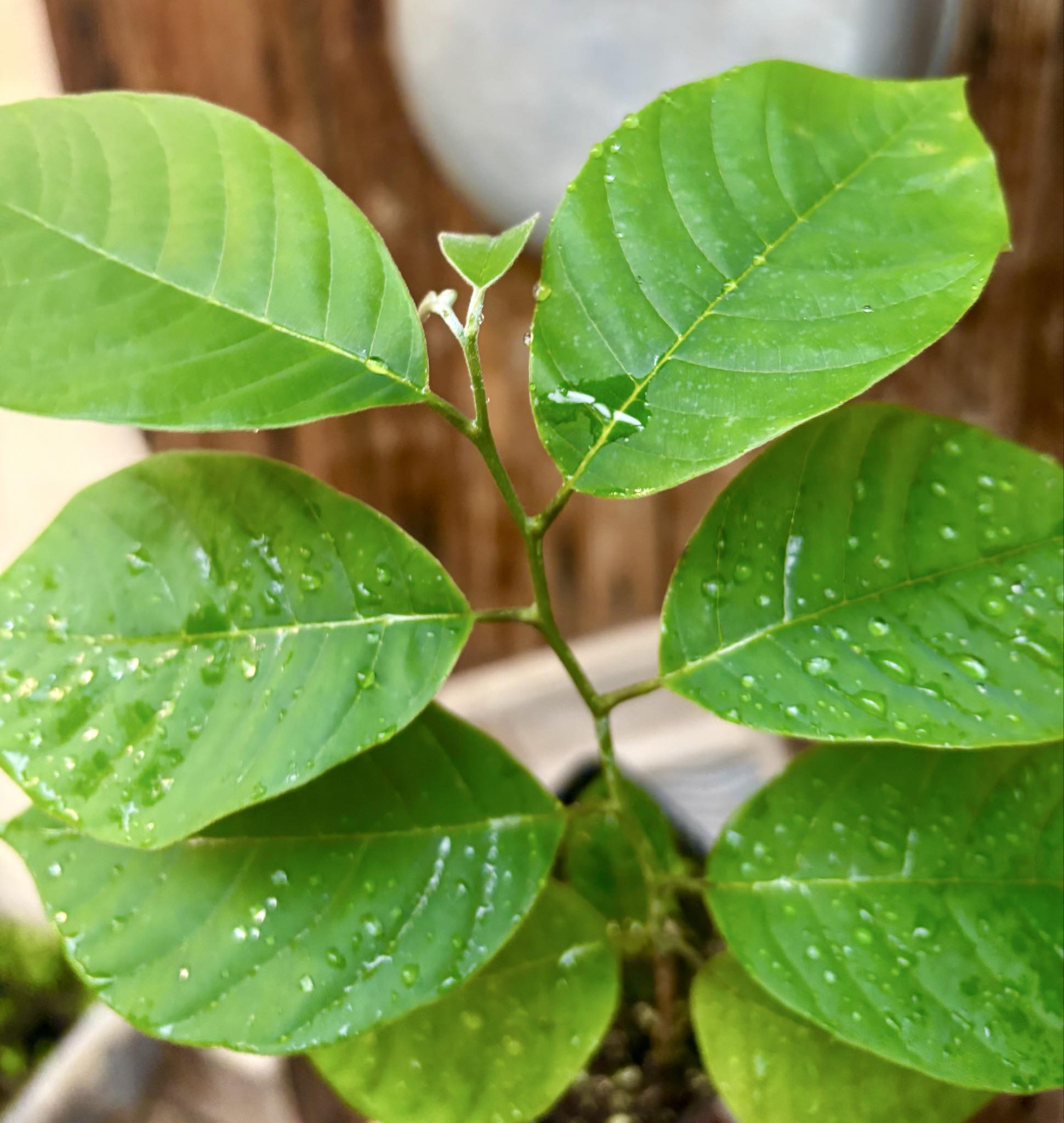 Cherimoya var. Fino de Jete (Annona cherimola) - 1 potted plant / 1 getopfte Pflanze