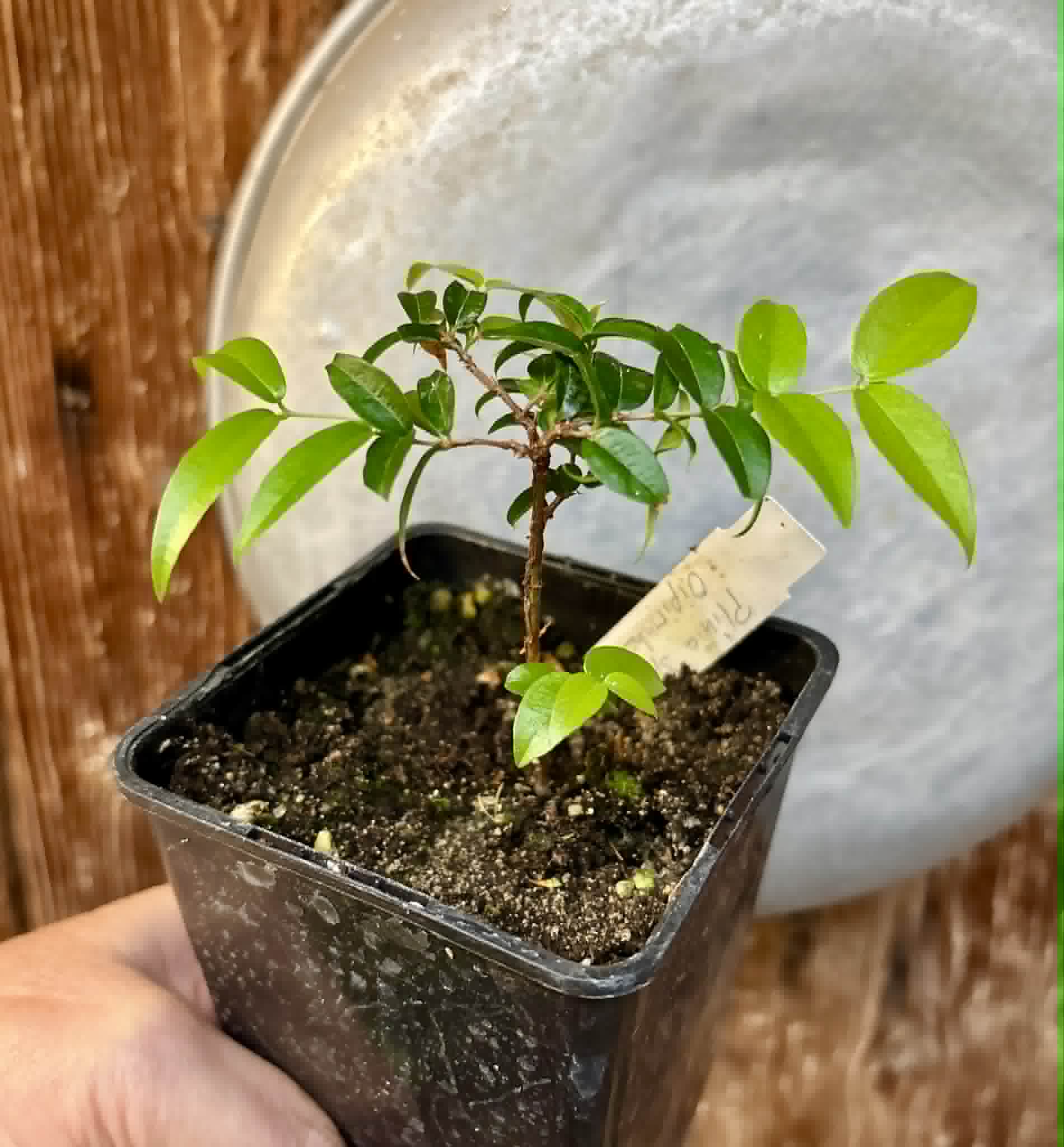 Jaboticaba Oipirinha (Plinia sp) - 1 potted plant/ 1  getopfte Pflanze