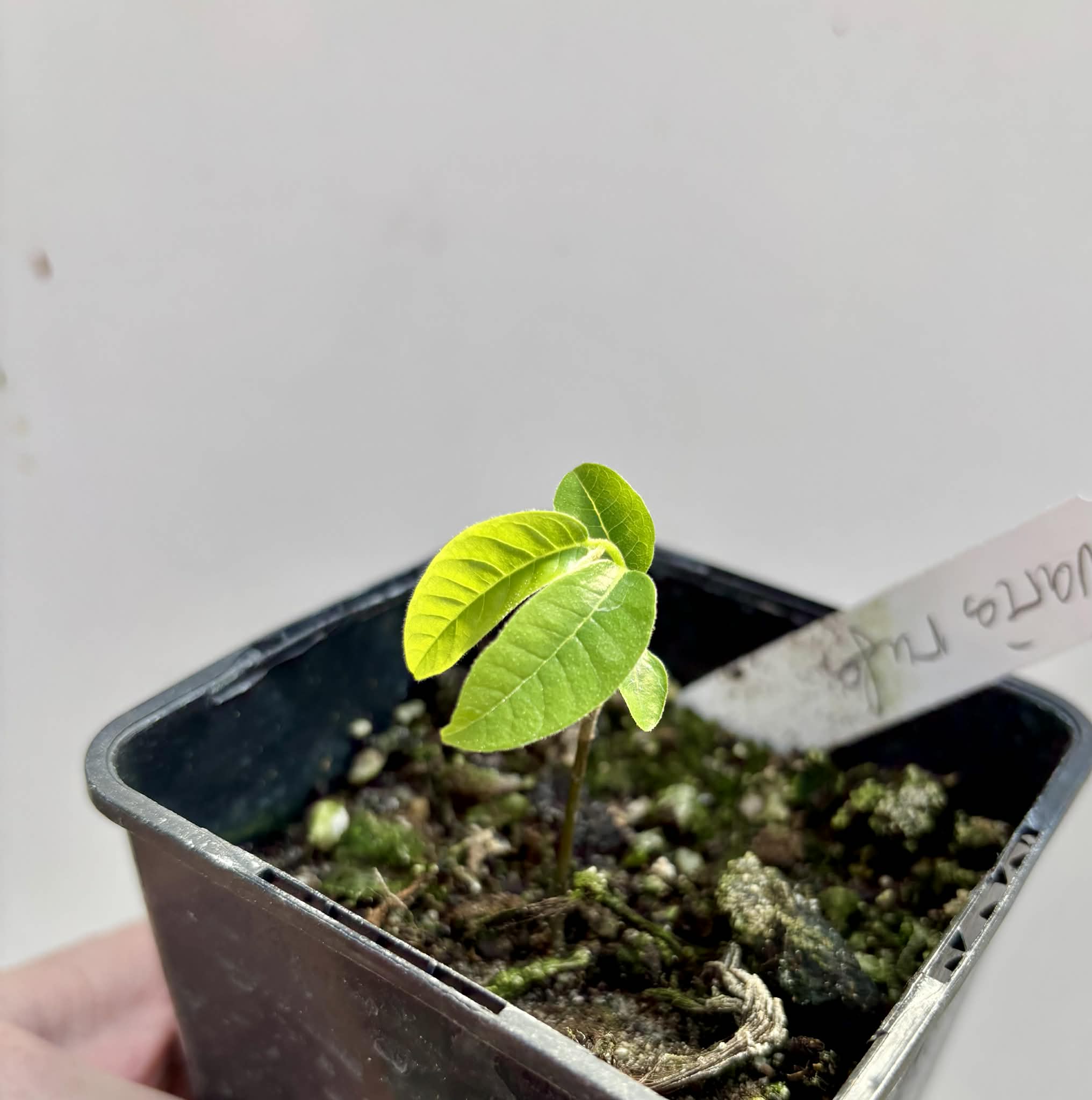 Uvaria rufa -  1 potted seedling / 1 getopfter Sämling