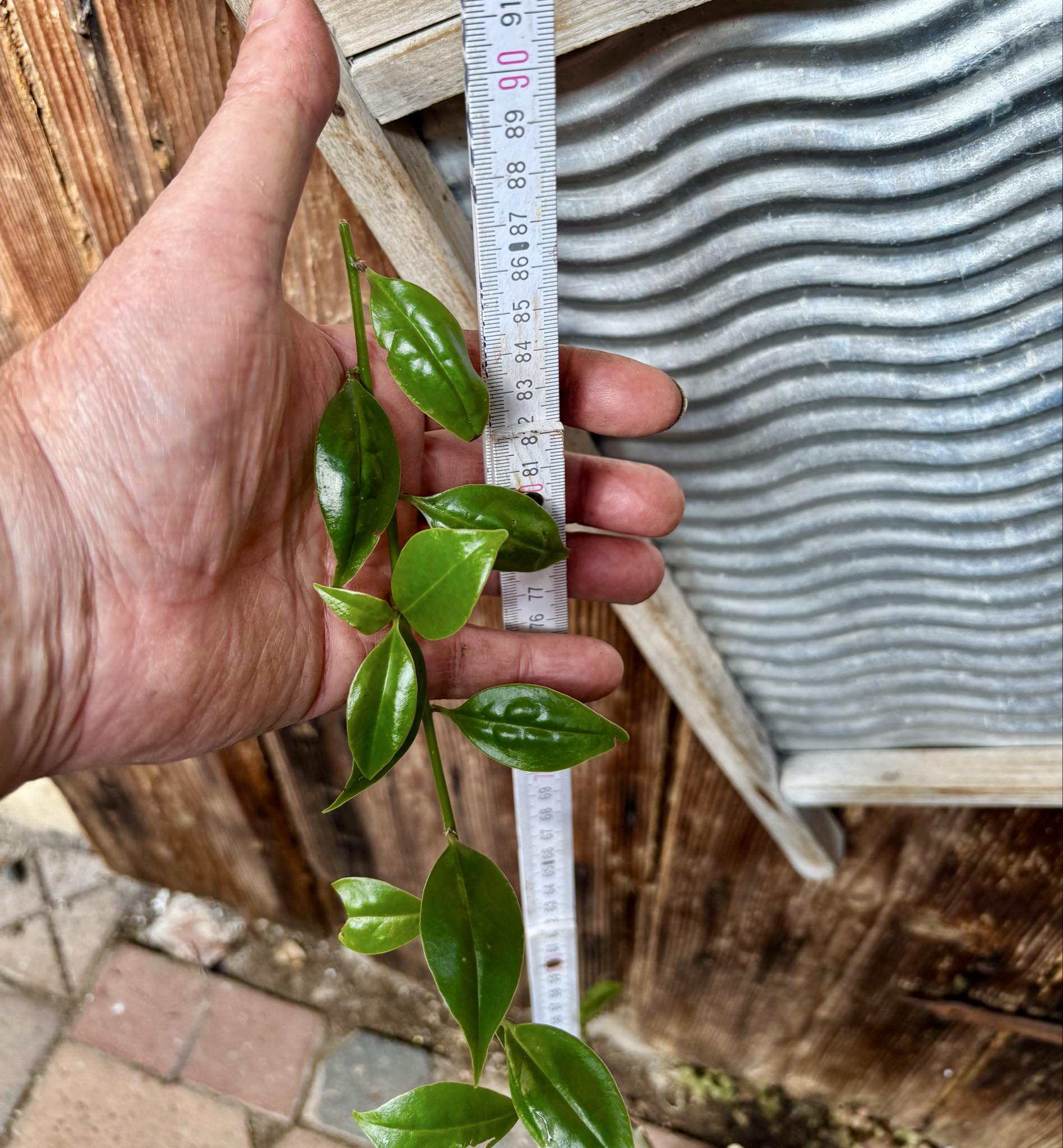0.8m plant - Barbados Gooseberry - Pereskia aculeata - 1 potted plant / 1 getopfte Pflanze