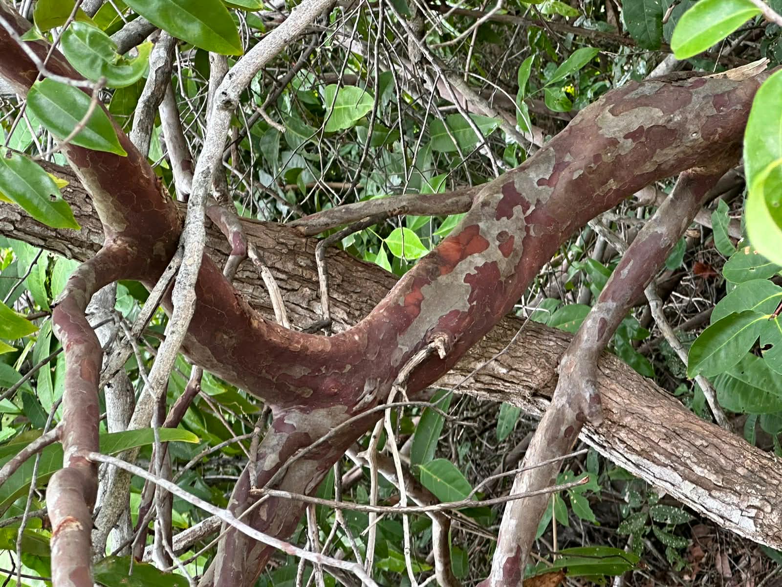 Psidium sp Madeira Amarela - 1 fresh seed / 1 frischer Samen
