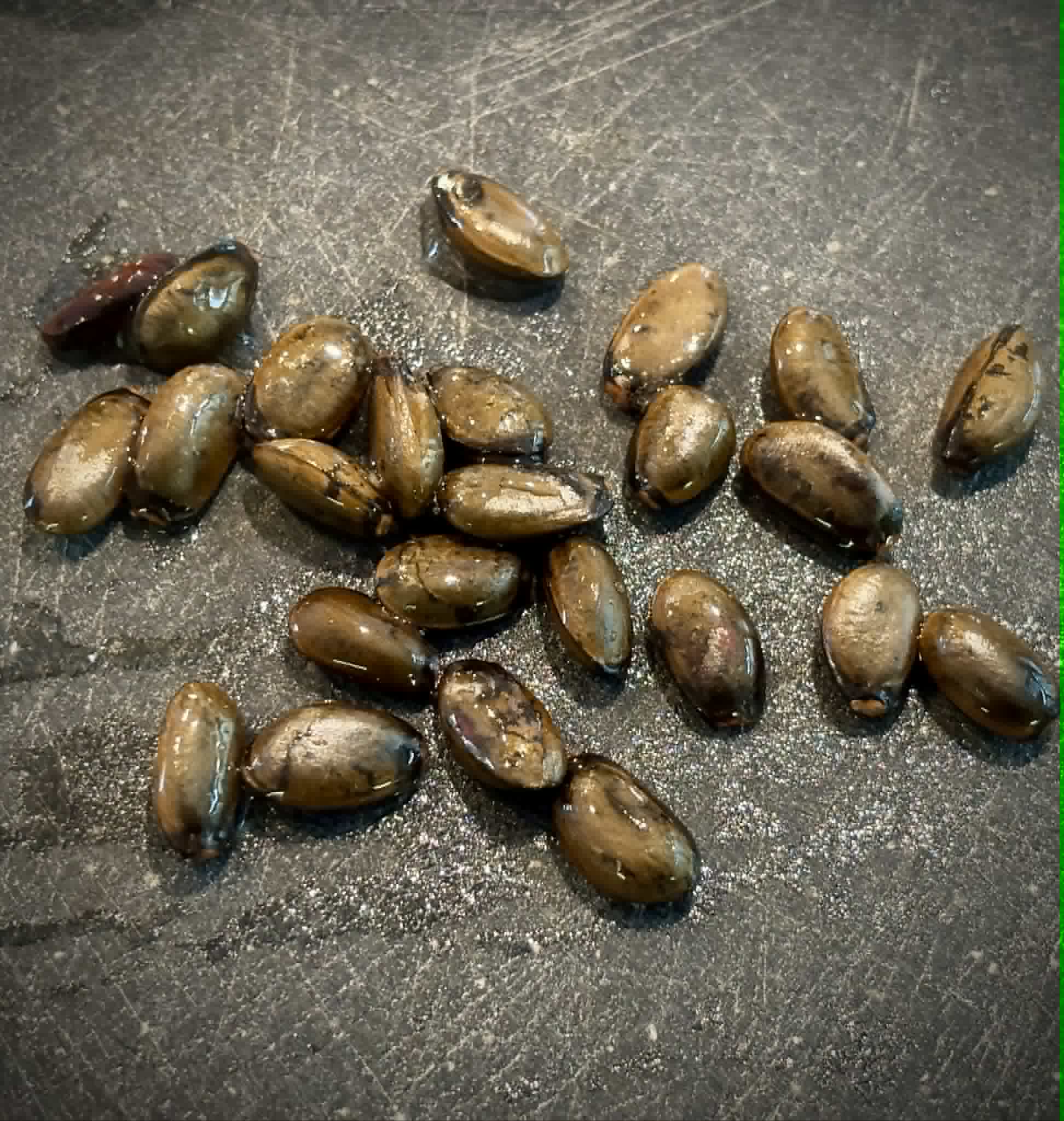 Atemoya African Pride - 1 fresh seed / 1 frischer Samen