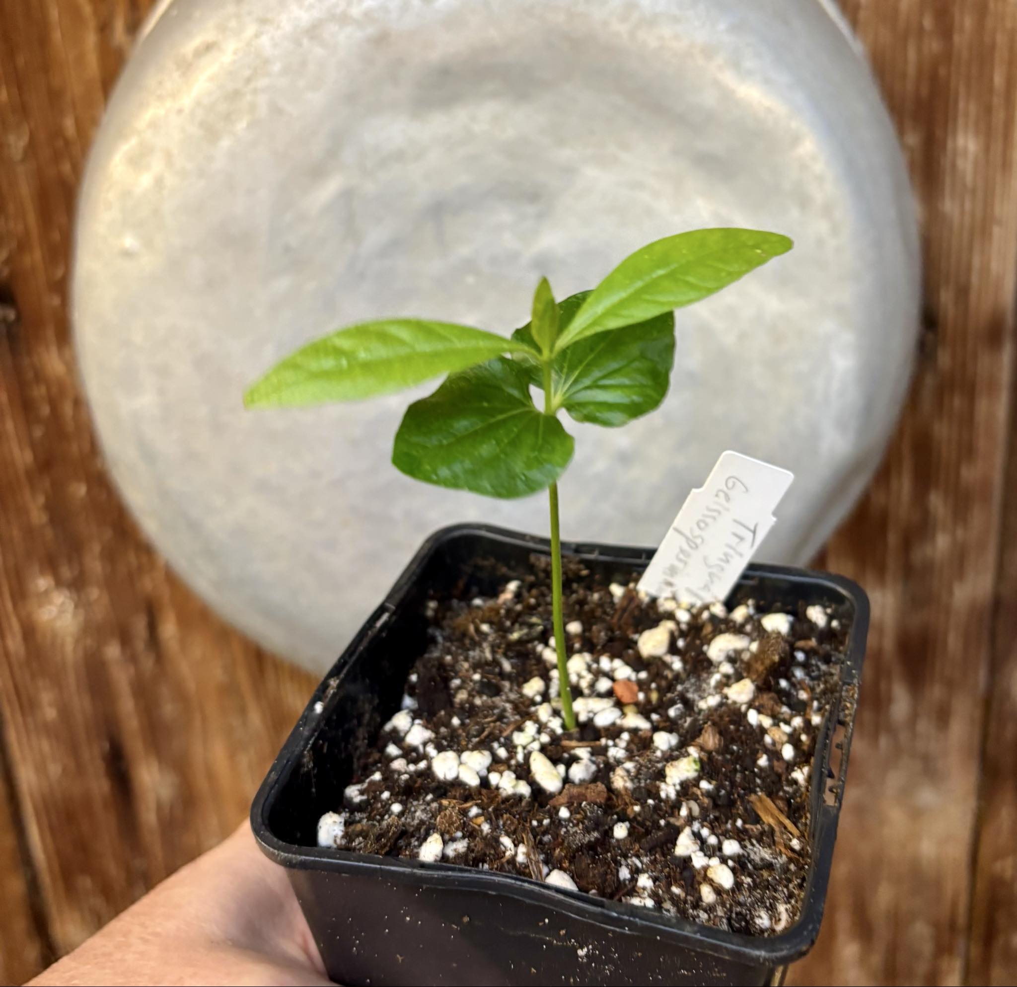 Tringuapa (Geissospermum laeve)  - 1 potted seedling / 1 getopfter Sämling