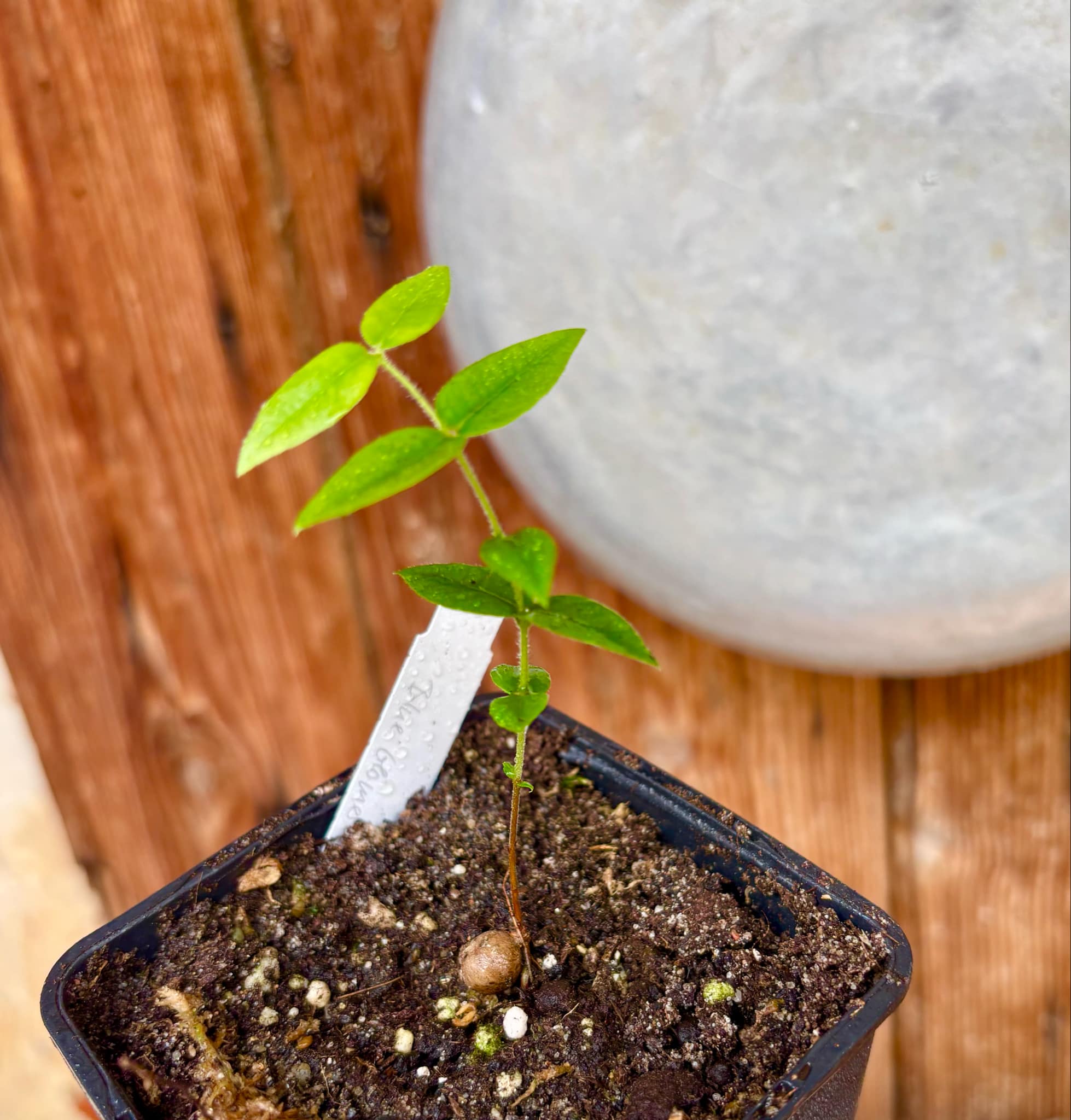 Myrciaria sp Cabeludinha preta (Blue Glomerata) - 1 small pottet seedling / 1 kleiner, getopfter Sämling Myrciaria sp Cabeludinha preta (Blue Glomerata) - 1 small pottet seedling / 1 kleiner, getopfter Sämling