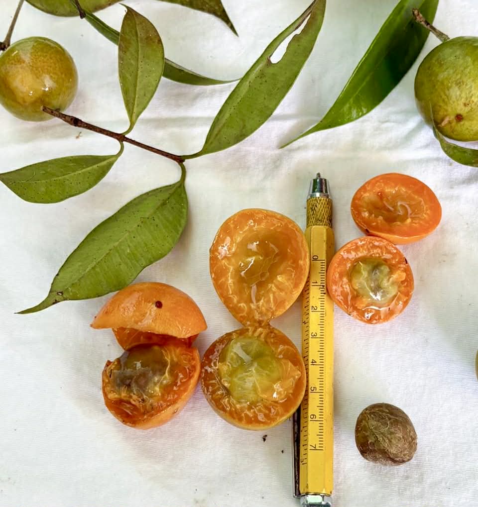 Myrciaria sp Pirangi - Rare exotic plant and seeds - Seltene exotische Pflanze und Samen