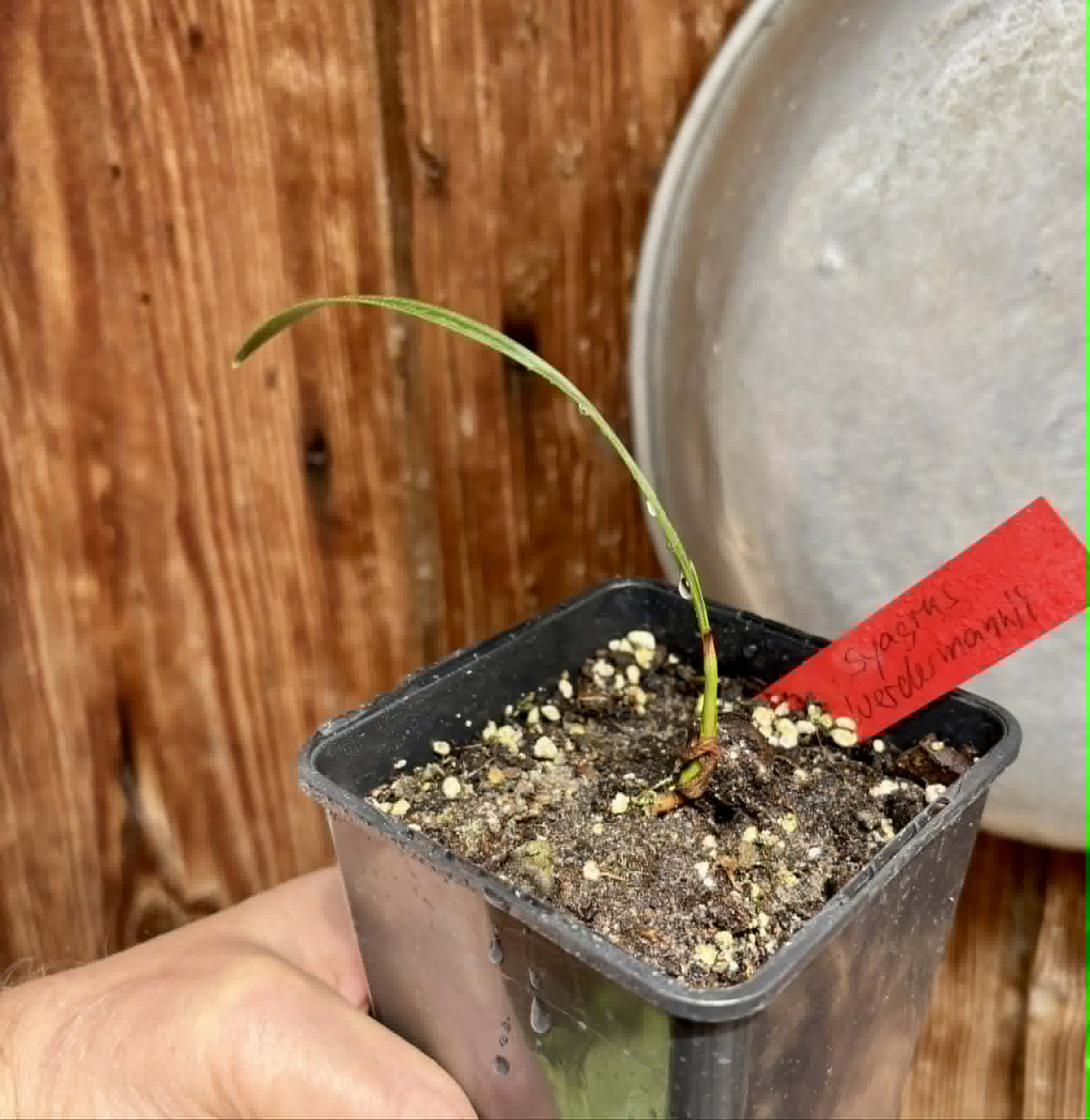Coco de Raposa (Syagrus werdermannii) -  1 potted plant / 1 getopfte Pflanze