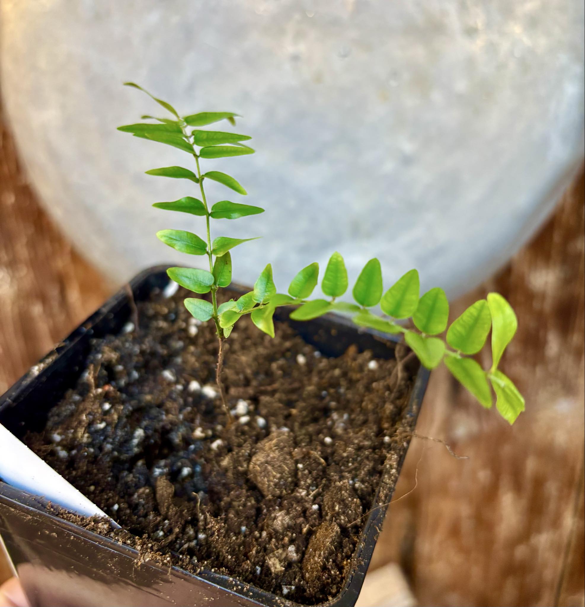 Myrciaria sp Maruim - 1 potted seedling / 1 getopfter Sämling