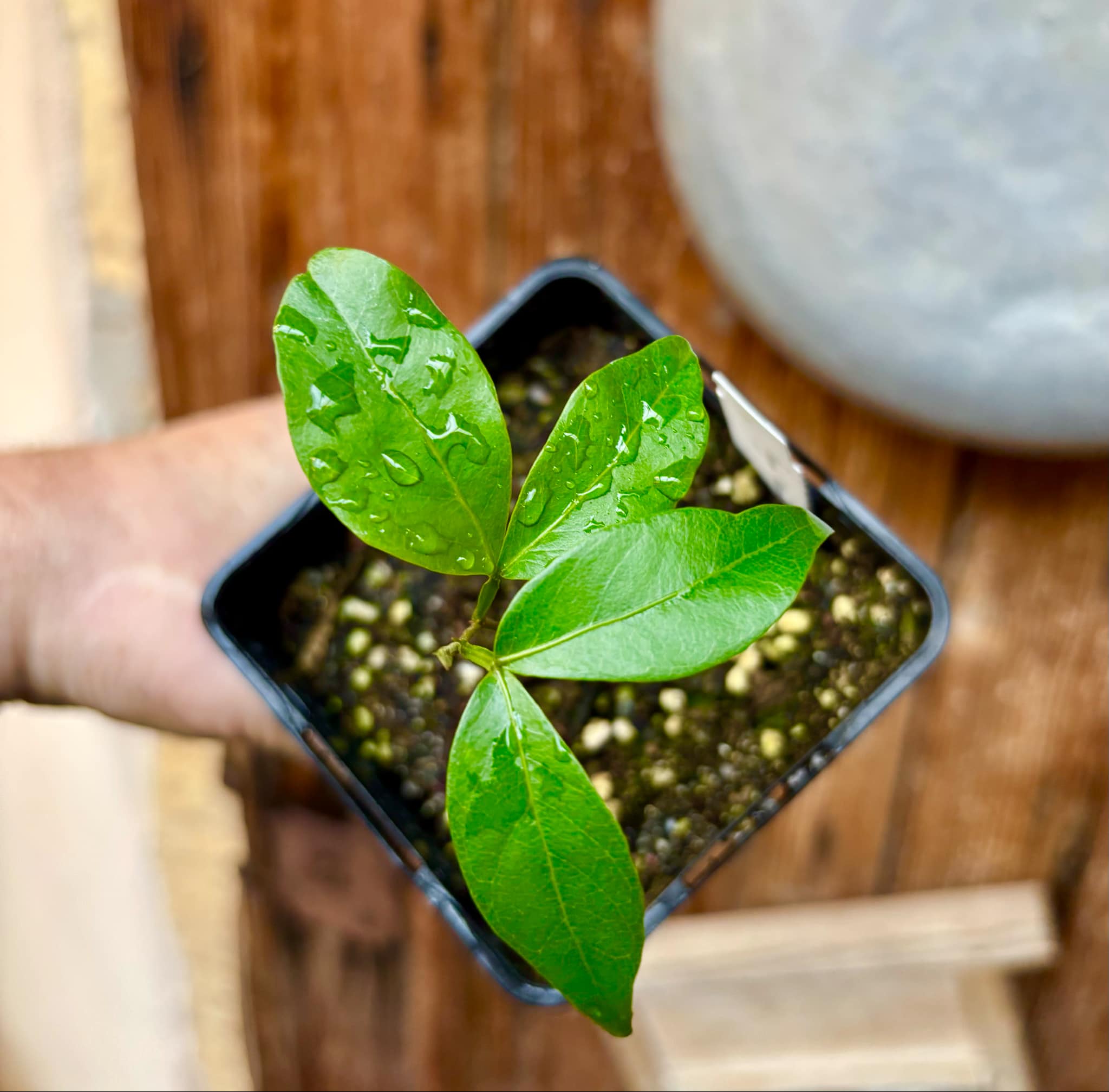 Inga laurina - 1 potted plant / 1 getopfte Pflanze Inga laurina - 1 potted plant / 1 getopfte Pflanze