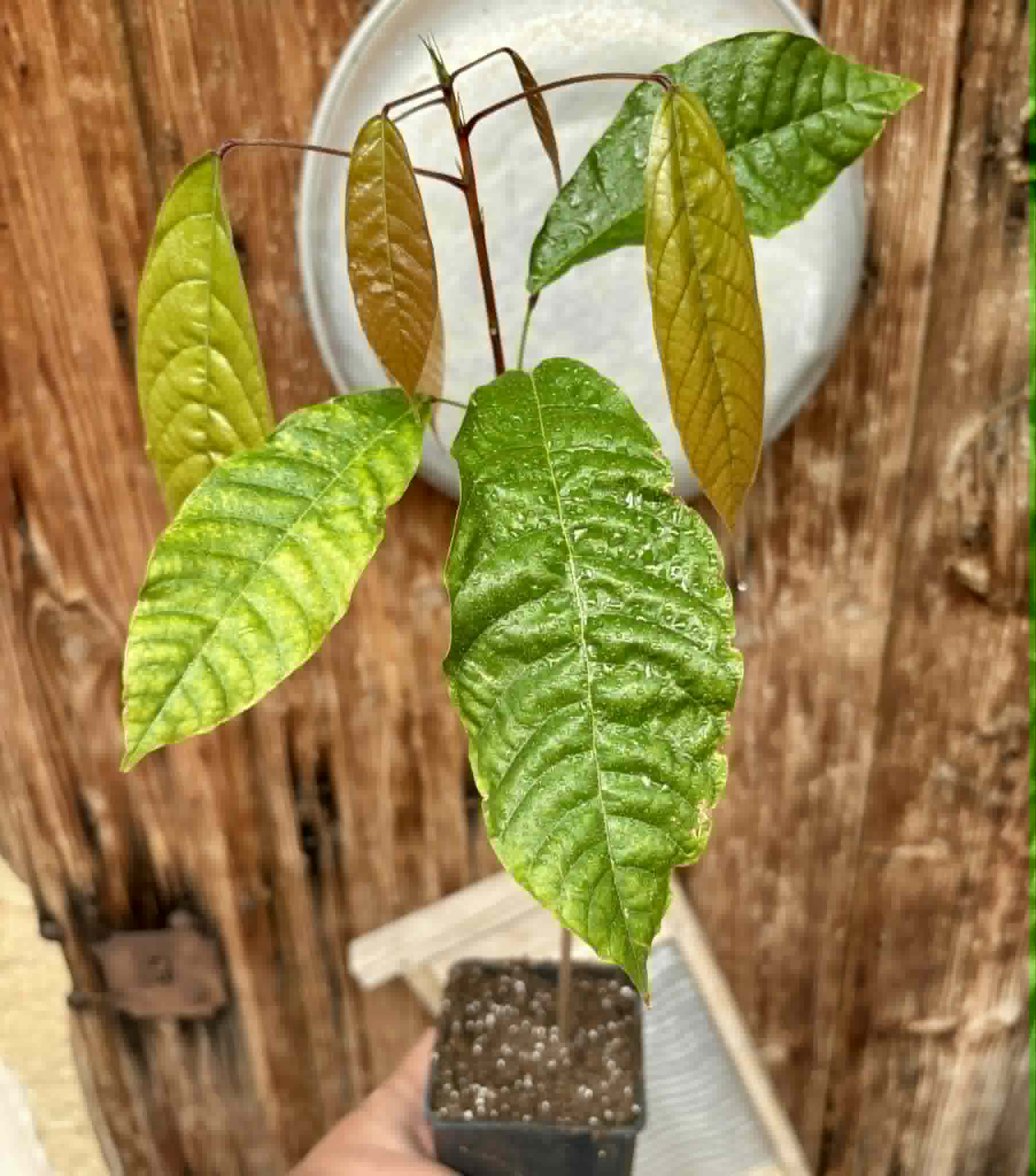 Cola acuminata - 1 potted seedling / 1 getopfter Sämling
