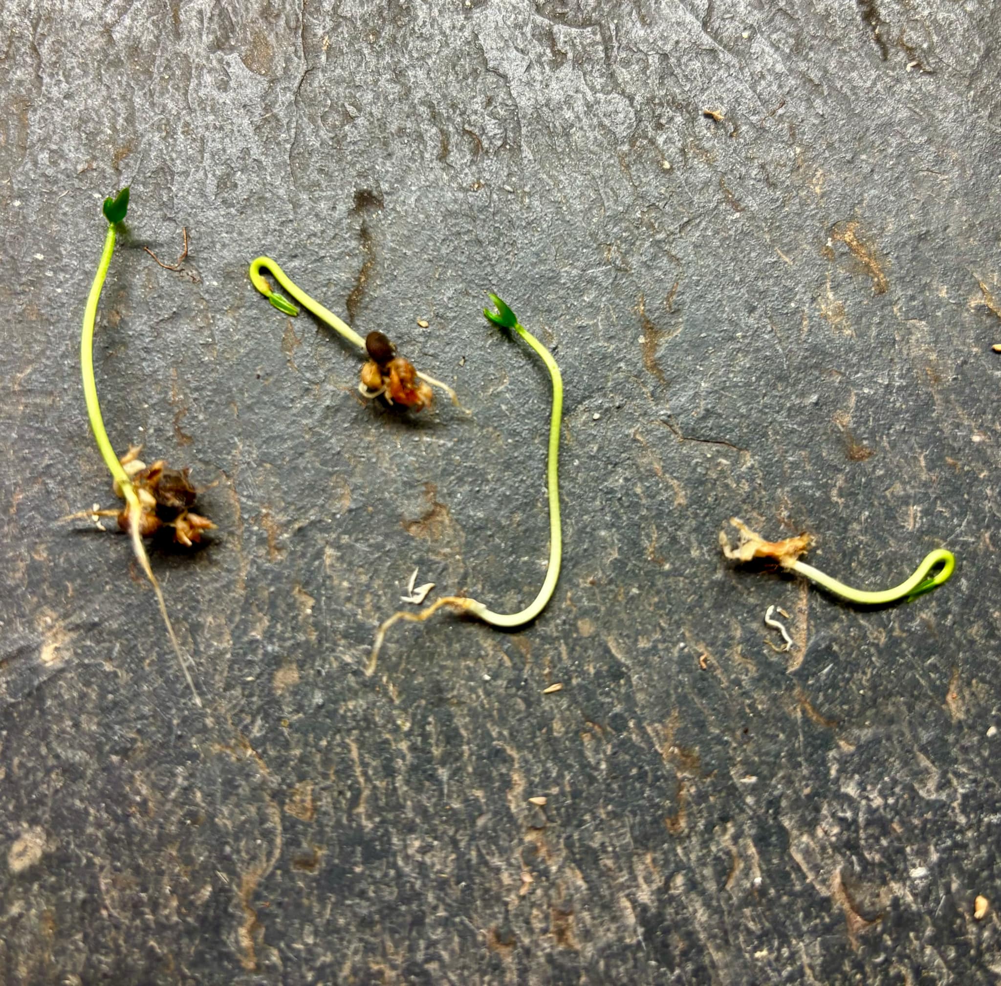 Psidium schenckianum - 1 germinated seed / 1 gekeimter Samen Psidium schenckianum - 1 germinated seed / 1 gekeimter Samen