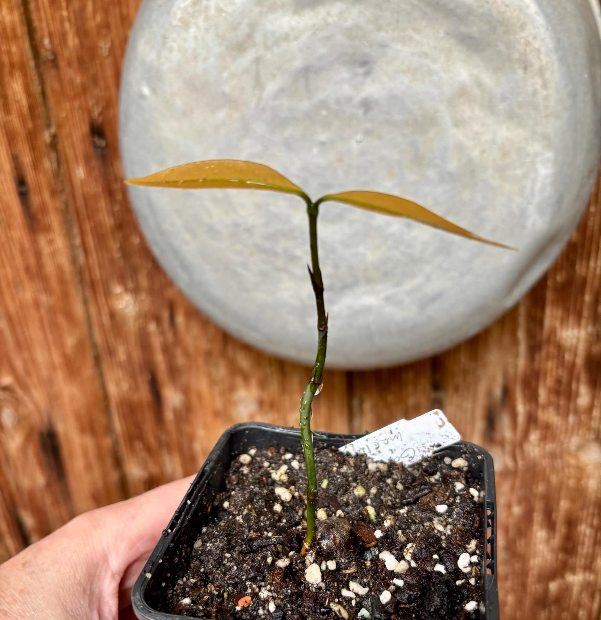 Garcinia macrophylla - 1 potted seedling / 1 getopfter Sämling