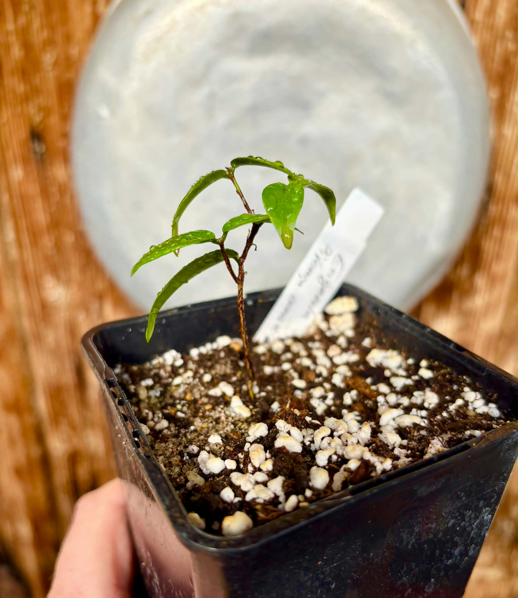 Eugenia sp Pitanga Amarela Redonda - 1 potted plant / 1 getopfte Pflanze