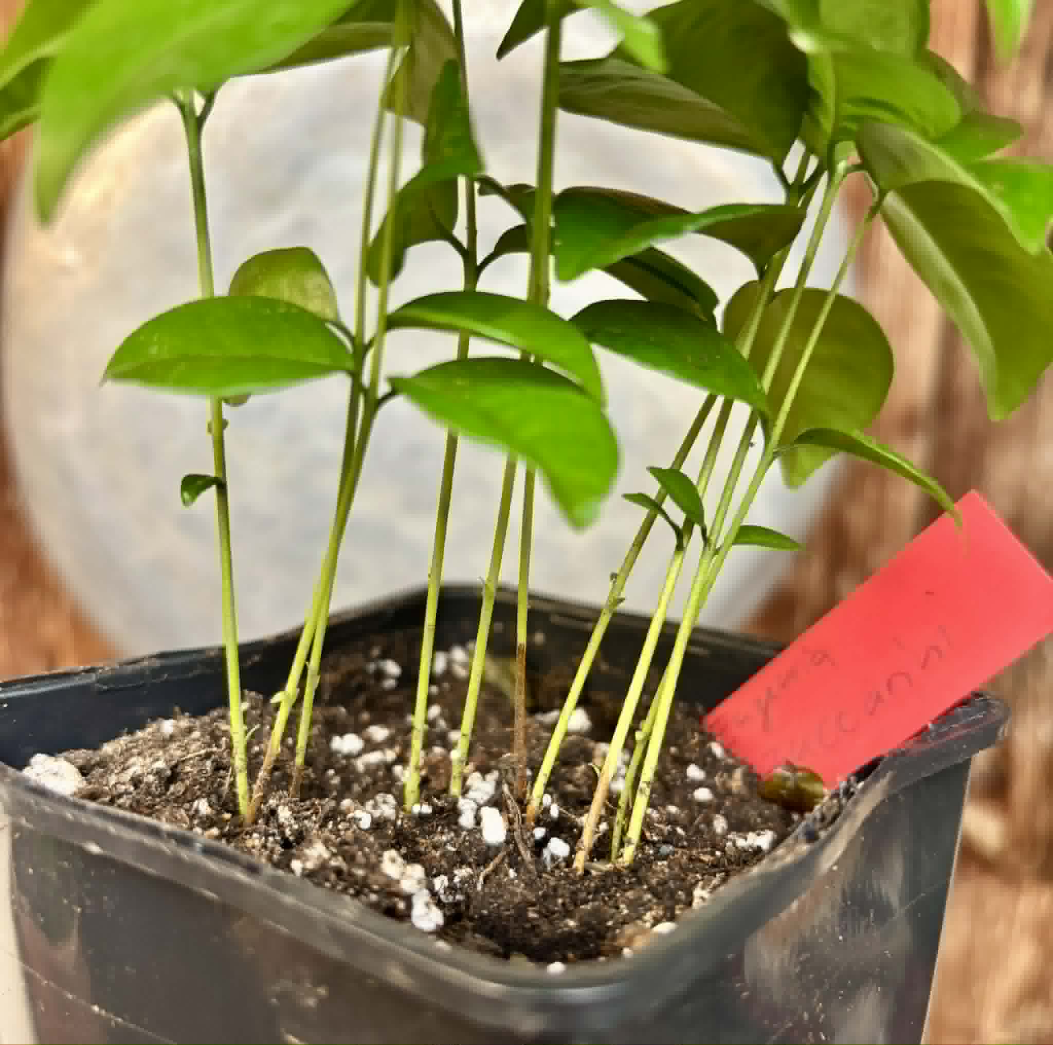 10 in 1 pot - Eugenia zuccarini - 10 seedlings in one pot / 10 Sämlinge in einem Topf