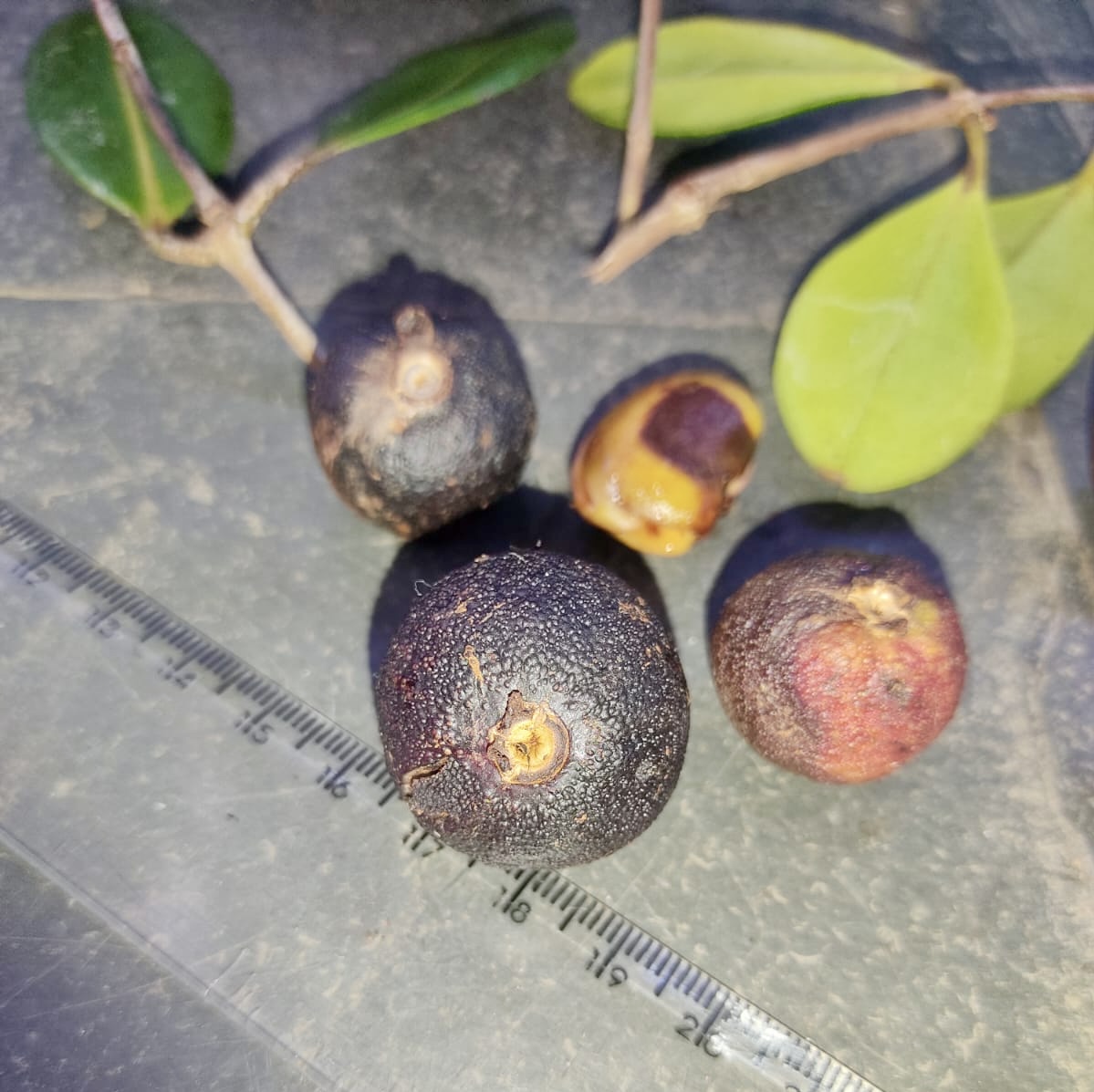Plinia sp flavonoides -  1 fresh seed / 1 frischer Samen