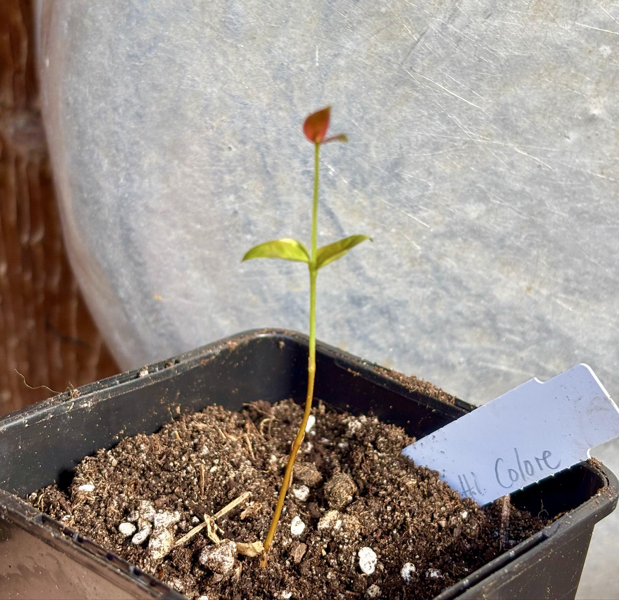 Eugenia uniflora var. Tutti Colore - 1 small potted seedling / 1 kleiner, getopfter Sämling Eugenia uniflora var. Tutti Colore - 1 small potted seedling / 1 kleiner, getopfter Sämling