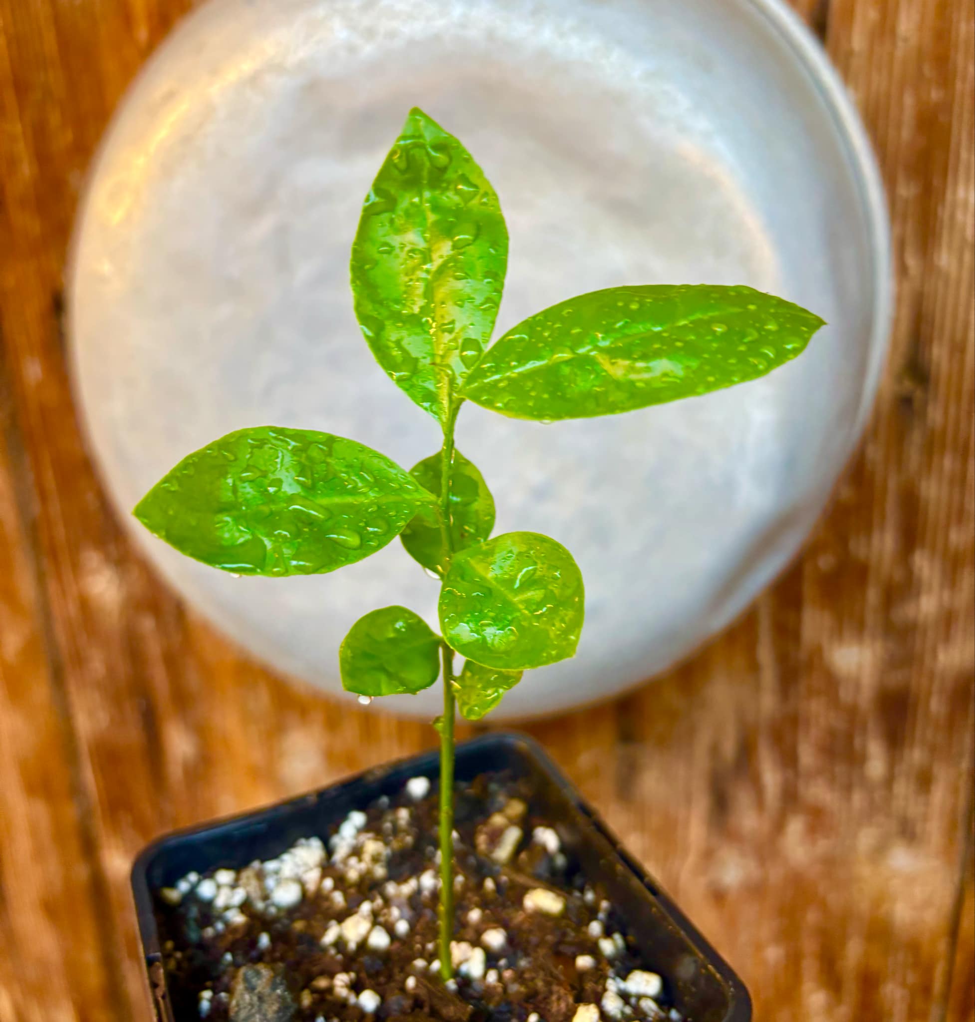 Ximenia americana - Ameixa da Caatinga - 1 potted seedling / 1 getopfter Sämling