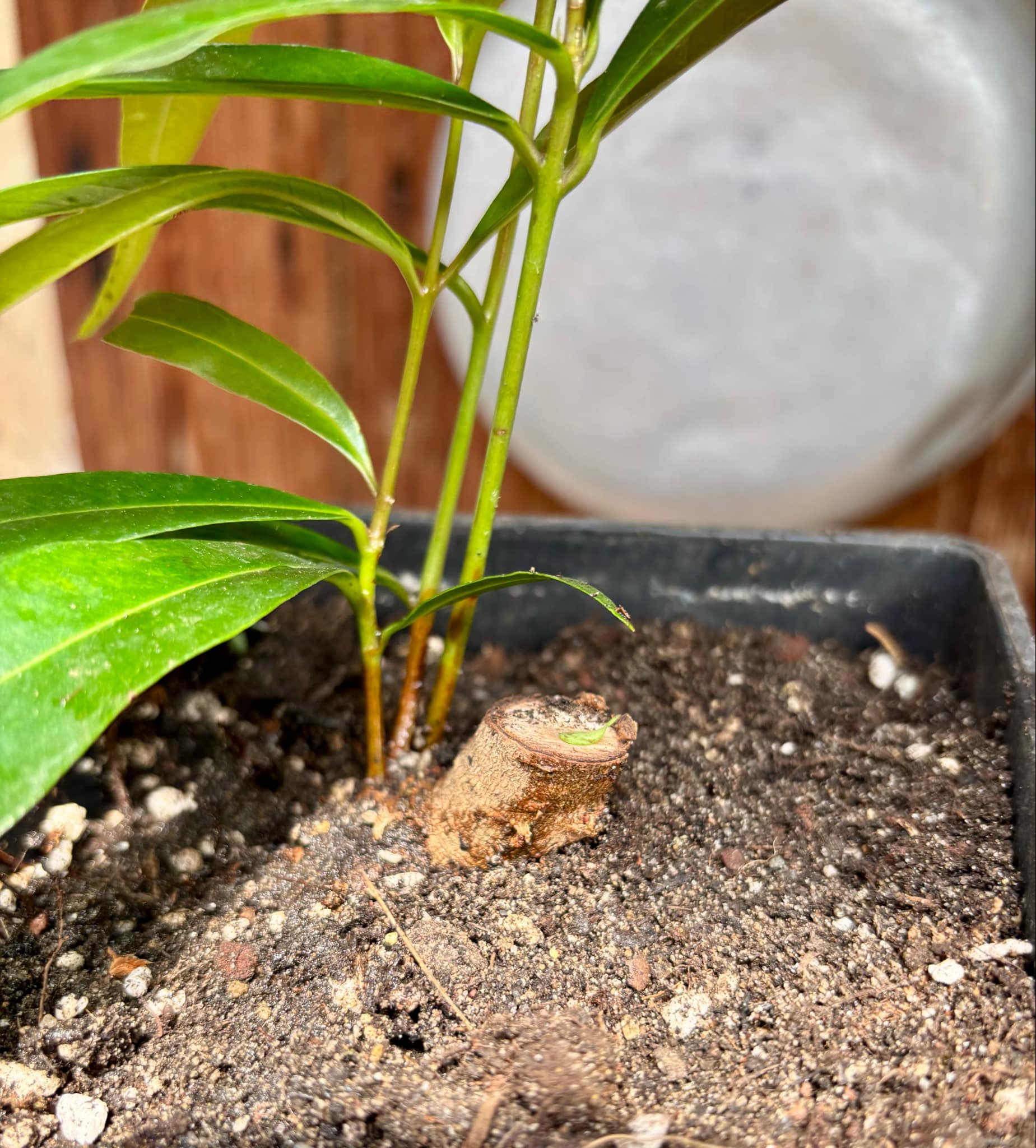 Rose Apple (Syzygium jambos) - 1 potted plant / 1 getopfte Pflanze Rose Apple (Syzygium jambos) - 1 potted plant / 1 getopfte Pflanze