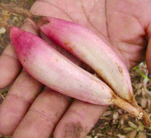 Pinuela purpura (Bromelia karatas) - purple variety  -  3 fresh seeds / 3 frische Samen