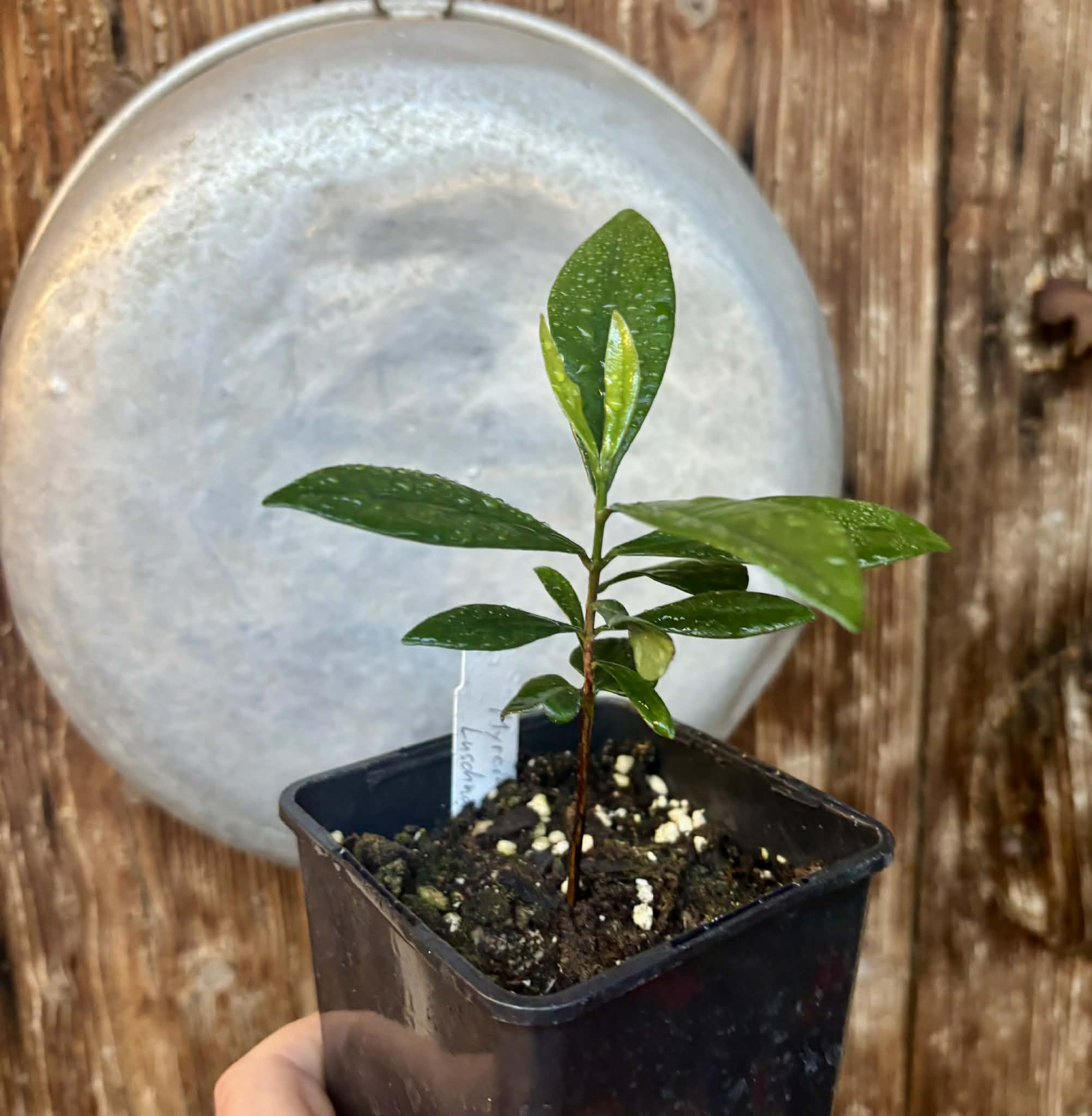 Myrcia luschnathiana -  1 potted seedling / 1 getopfter Sämling