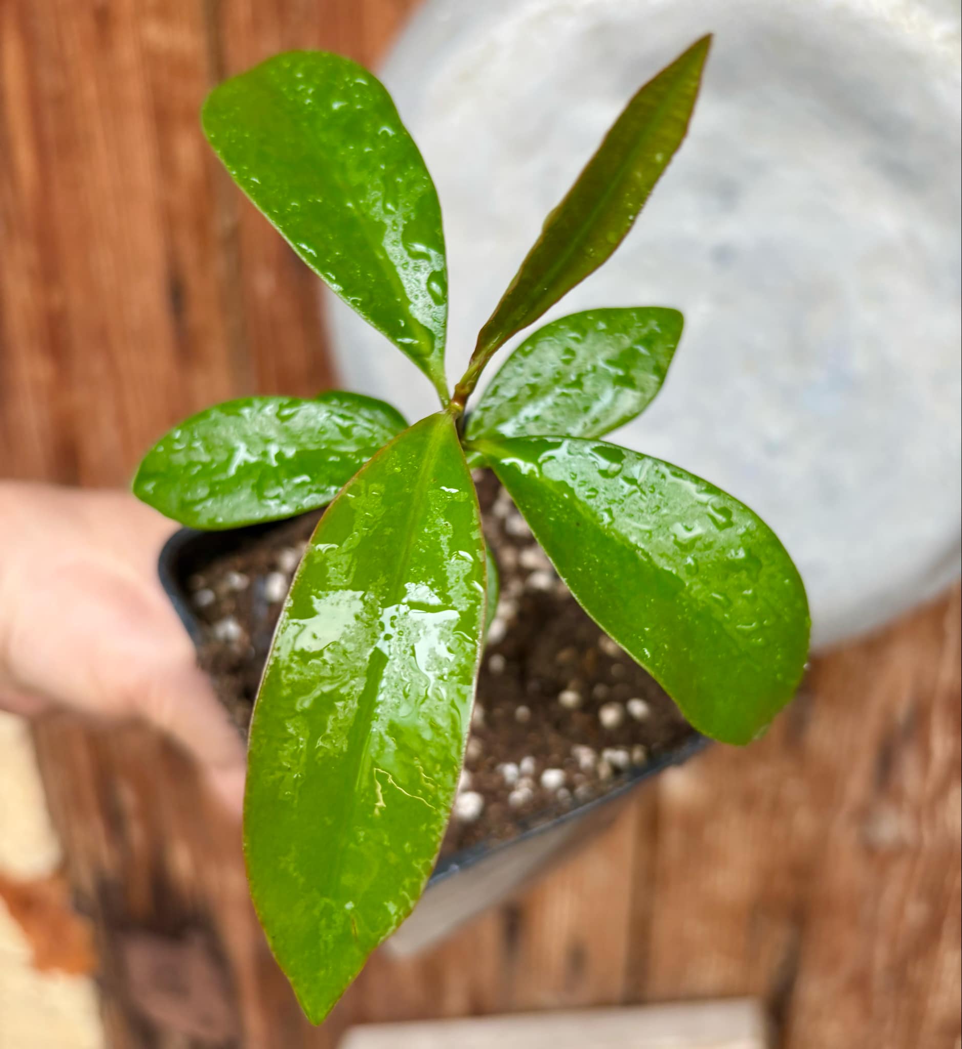Ardisia elliptica - 1 small potted seedling / 1 kleiner, getopfter Sämling