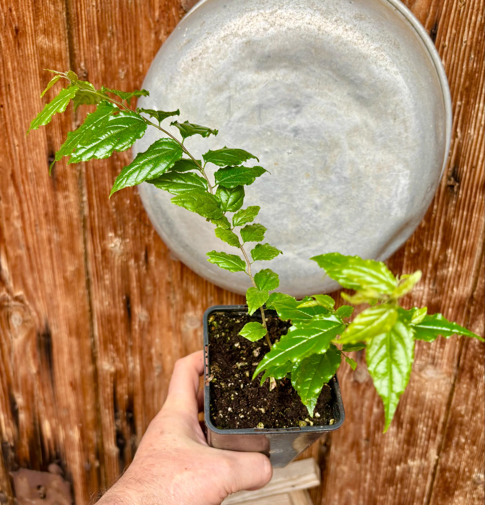Green Che (Maclura tinctoria) - 1 potted plant / 1 getopfte Pflanze
