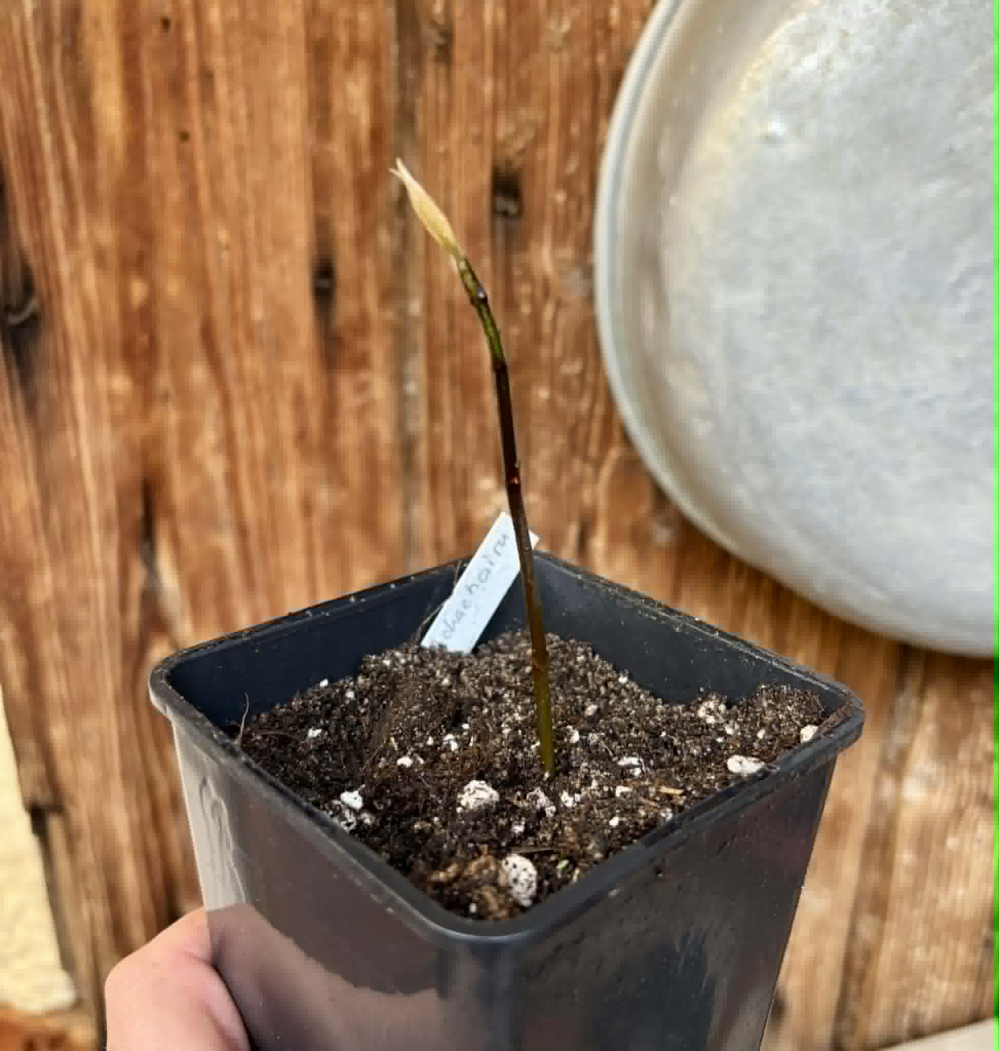 Achachairu (Garcinia humilis) - 1 potted seedling / 1 getopfter Sämling