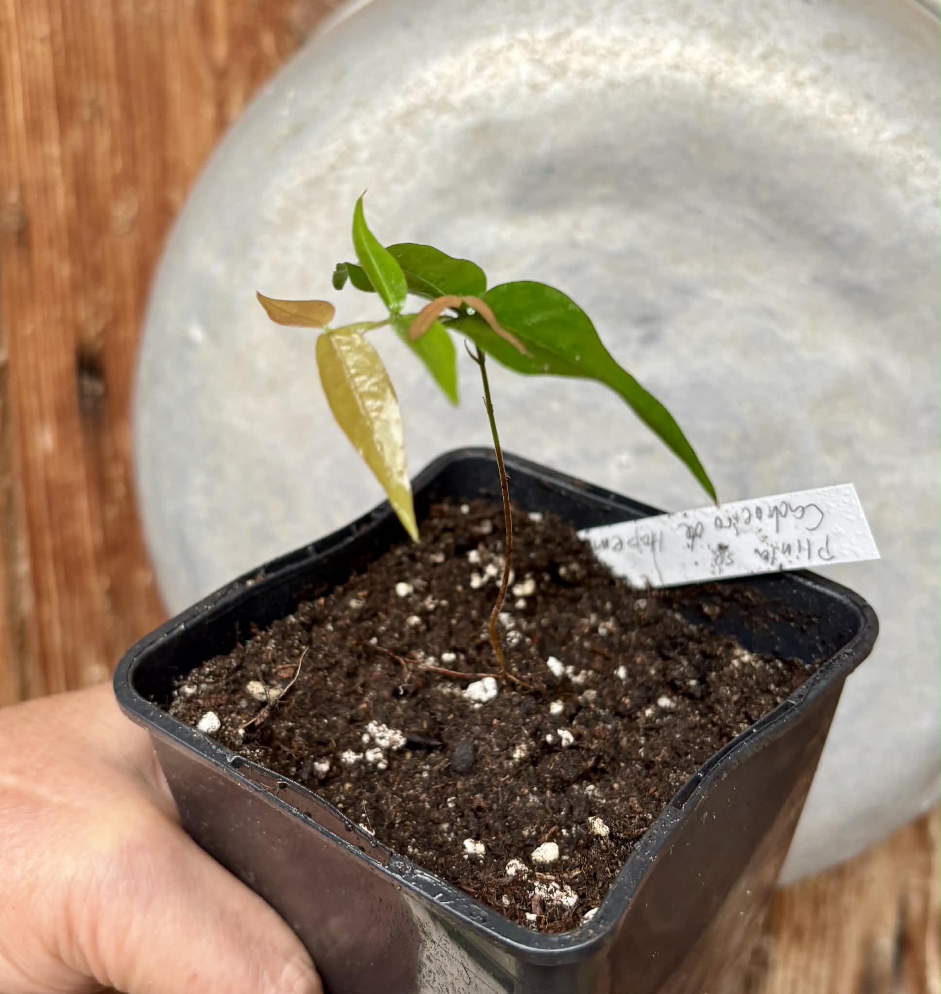 Plinia sp. Cachoeiro de Itapemirim - 1 potted seedling / 1 getopfter Sämling