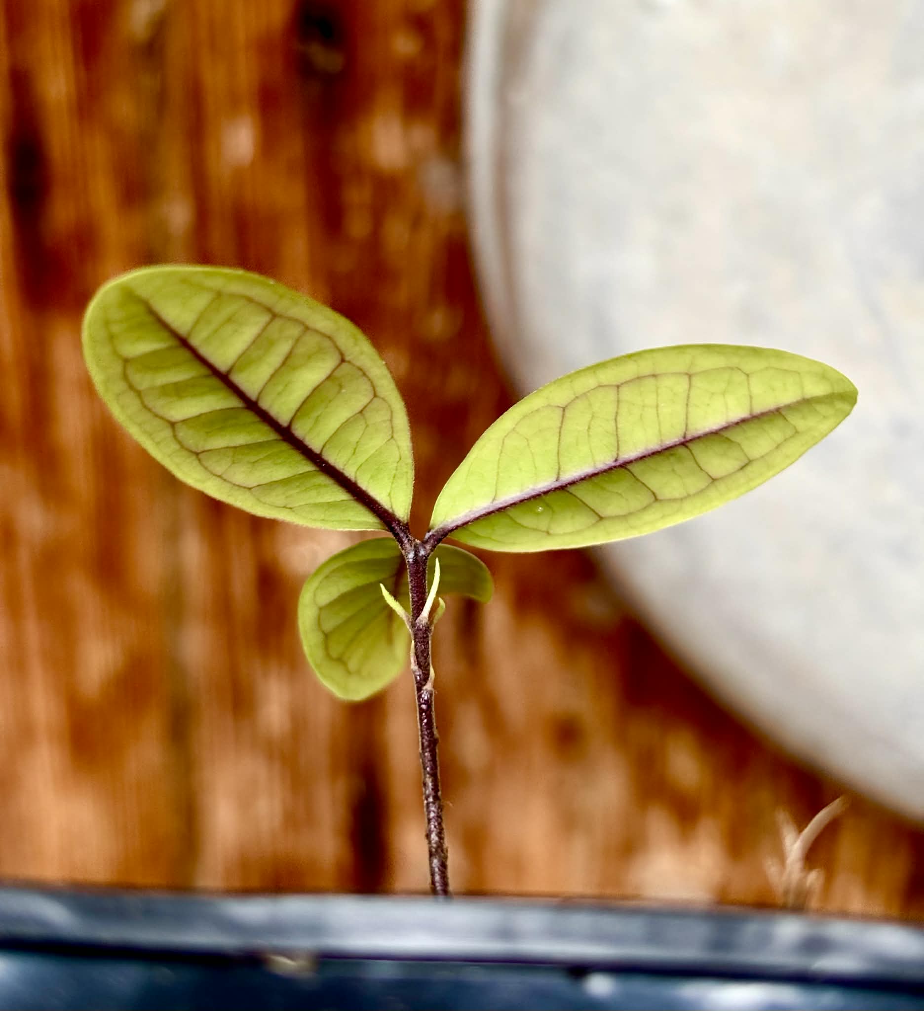 Eugenia rotundifolia var. Maruim - 1 potted seedling / 1 getopfter Sämling