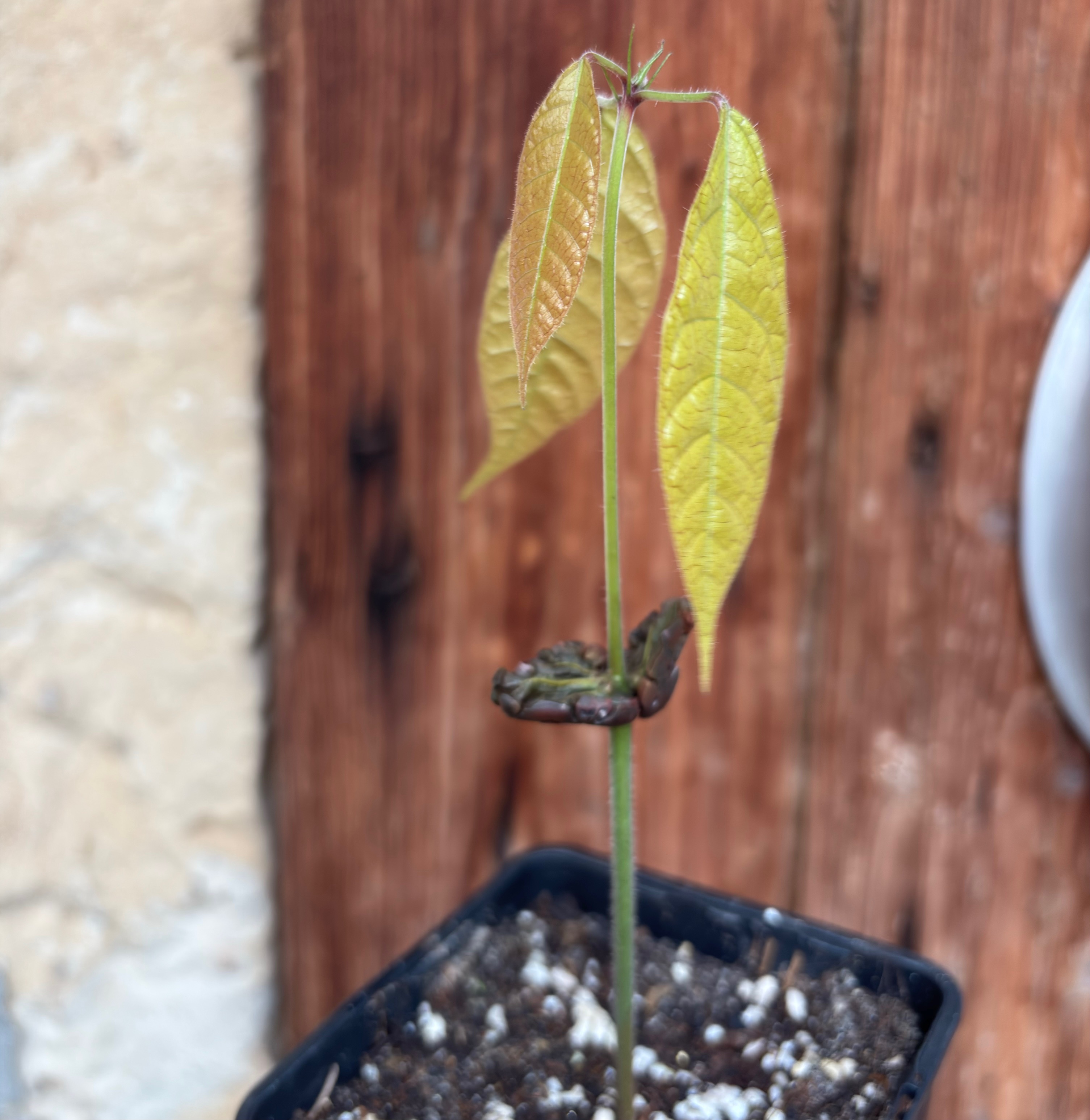 Cocoa - Kakao (Theobroma cacao) var. Trinitario - 1 potted seedling / 1 getopfter Sämling  