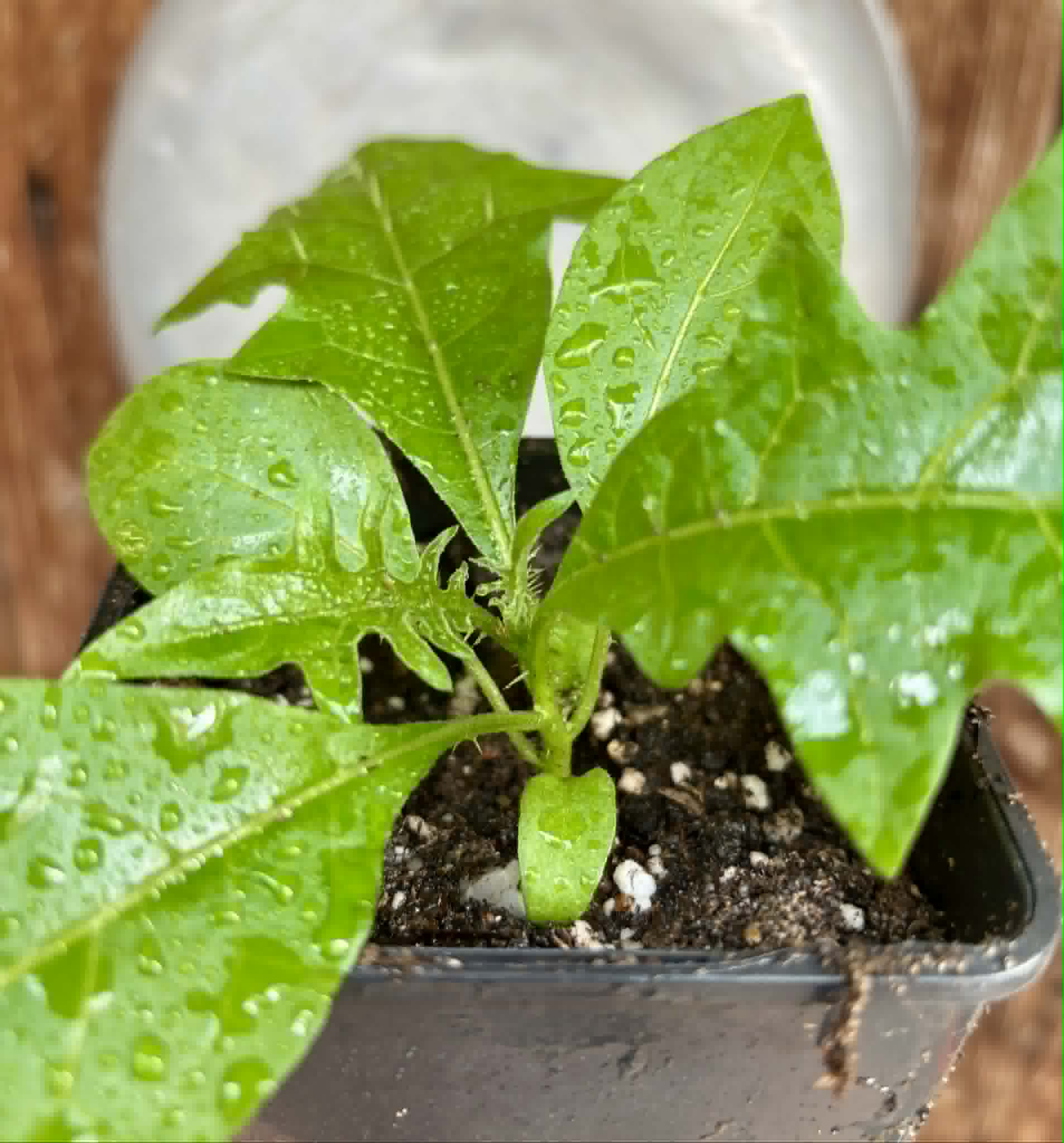 Juá do Jequitinhonha (Solanum schizandrum) - 1 potted seedling / 1 getopfter Sämling