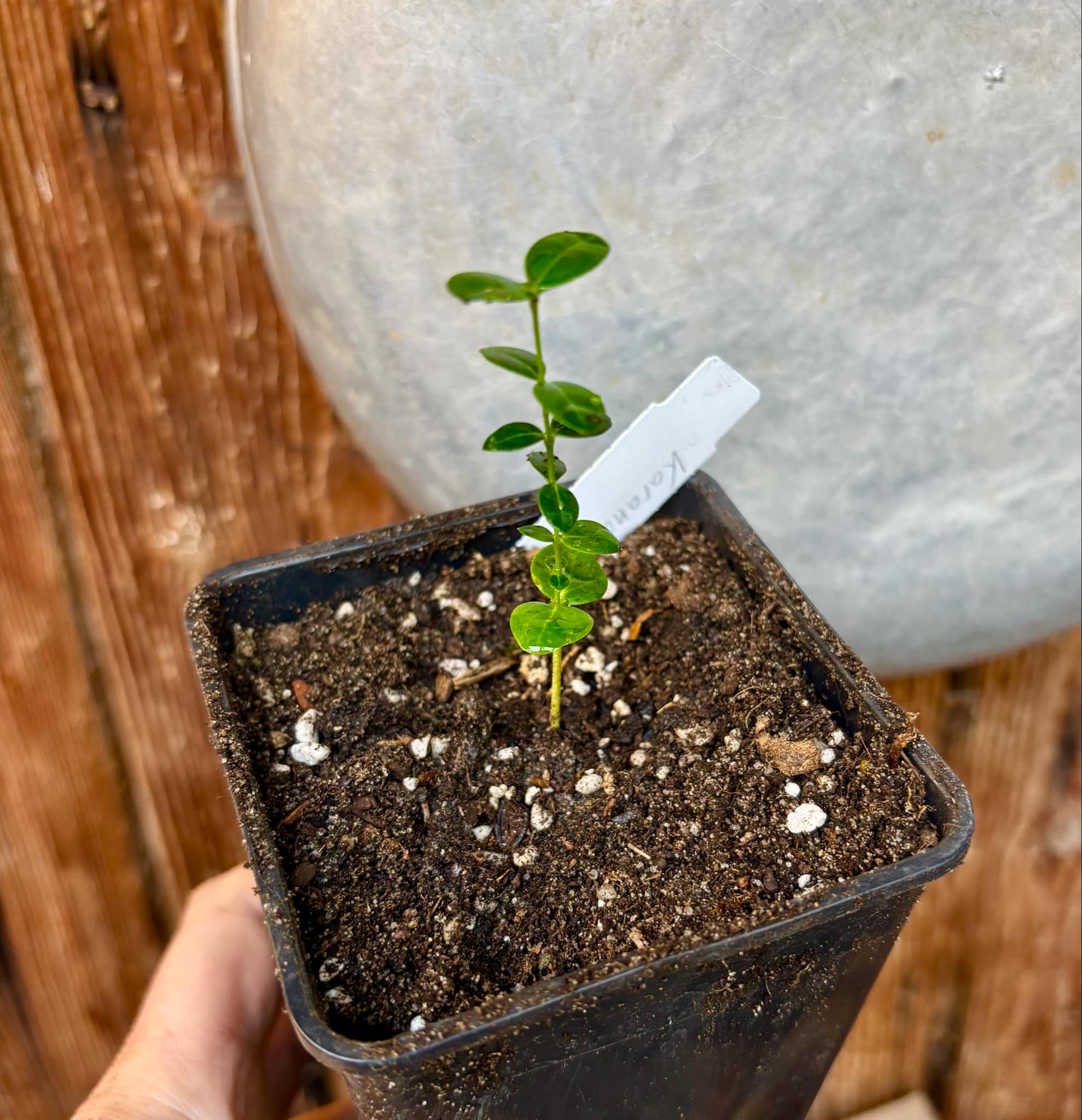 Carissa carandas - Karanda / 1 small potted seedling / 1 kleiner getopfter Sämling Carissa carandas - Karanda / 1 small potted seedling / 1 kleiner getopfter Sämling