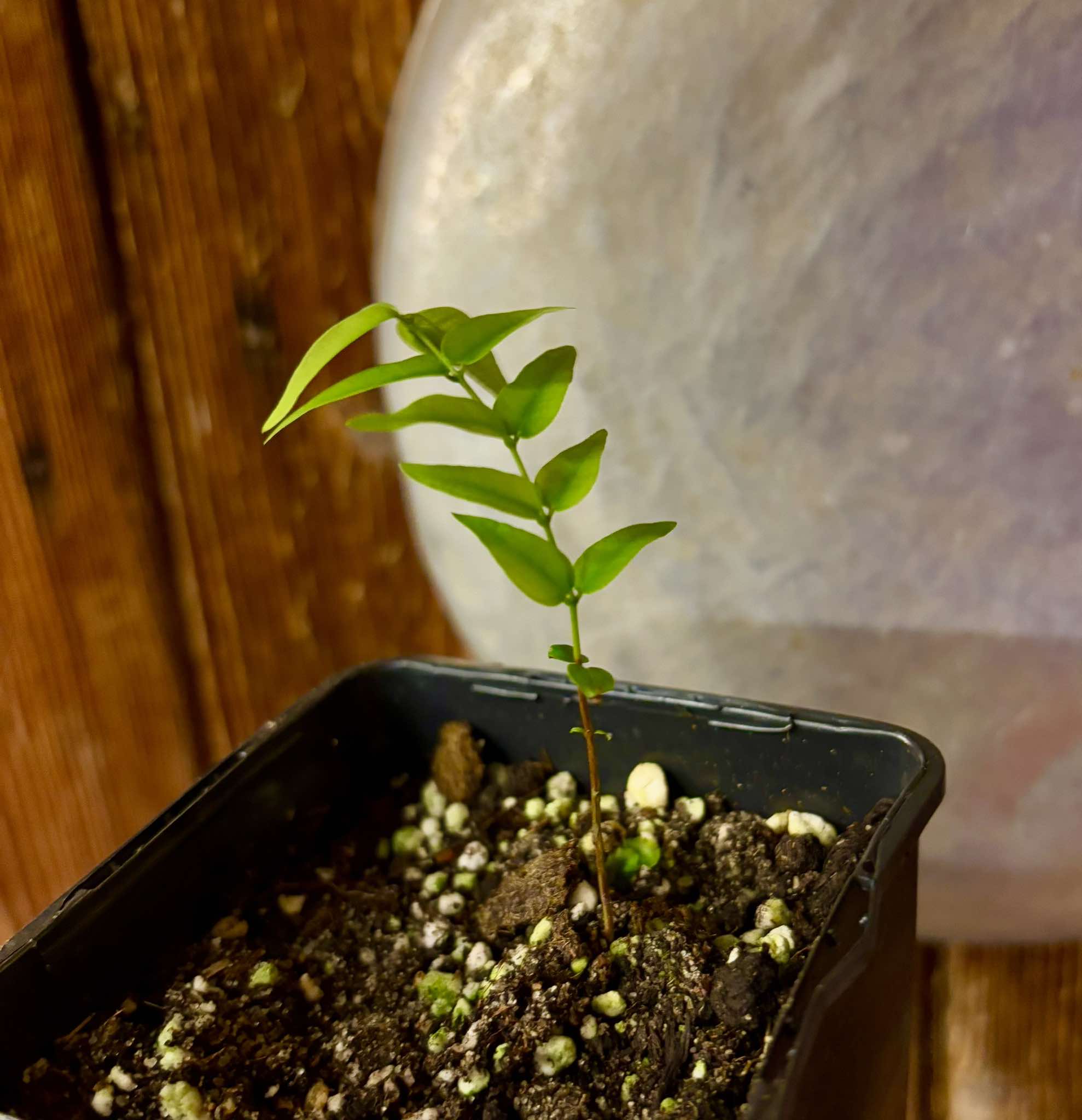 Abiuzinho - Micropholis venulosa  -  1 small potted seedling / 1 kleiner , getopfter Sämling