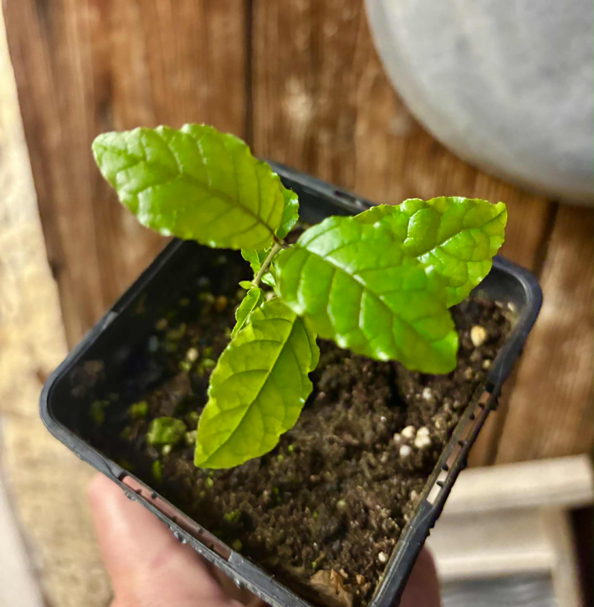 Campomanesia xanthocarpa var. littoralis - 1 small potted seedling / 1 kleiner, getopfter Sämling