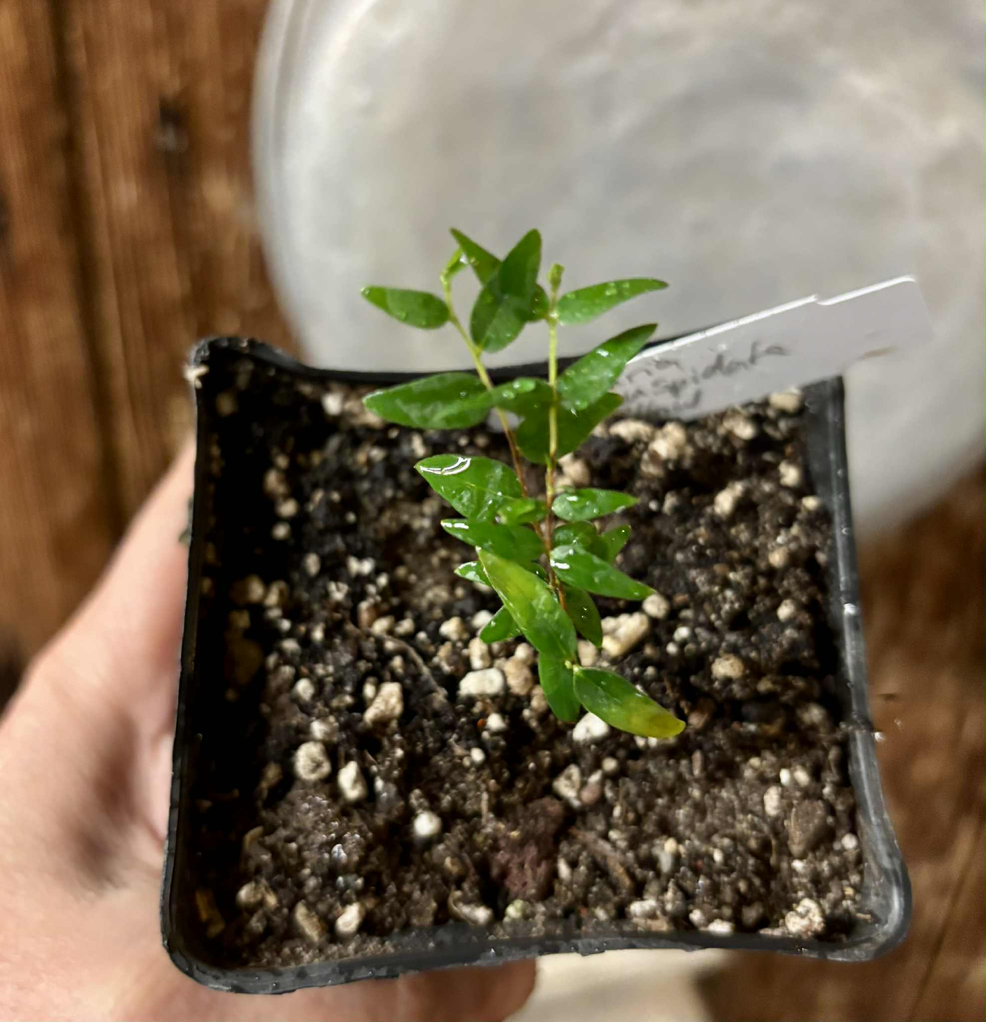 Myrciaria cuspidata YELLOW - 1 small potted plant / 1 kleine, getopfte Pflanze