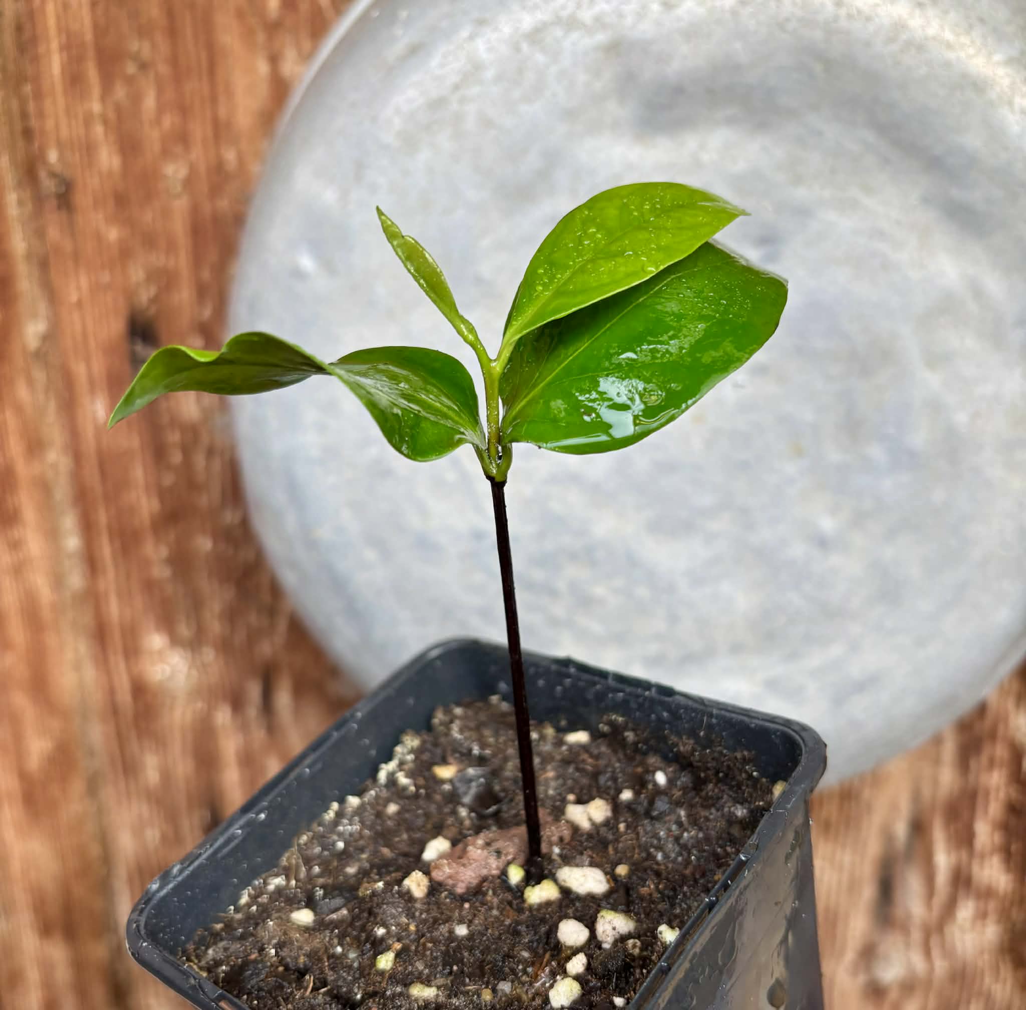 Black Sapote var. Bernecker (Diospyros nigra) - 1 potted seedling / 1 getopfter Sämling