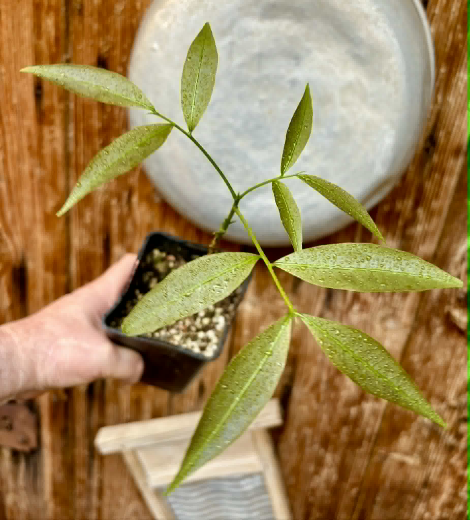 Talisia esculenta - Pitomba do Nordeste - 1 potted seedling / 1 getopfter Sämling