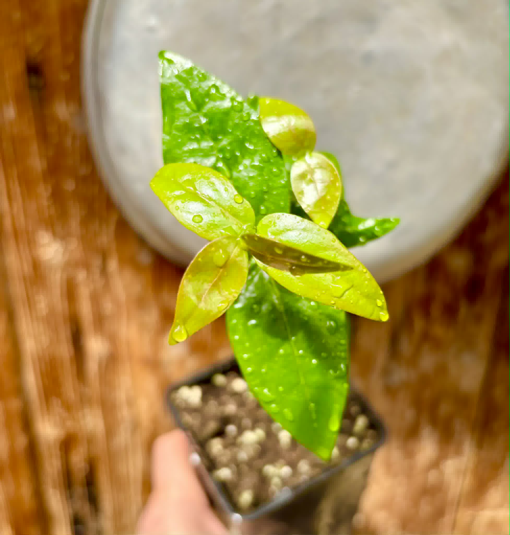 Eugenia uniflora var. red  - cultivated variety / 1 potted plant / 1 getopfte Pflanze