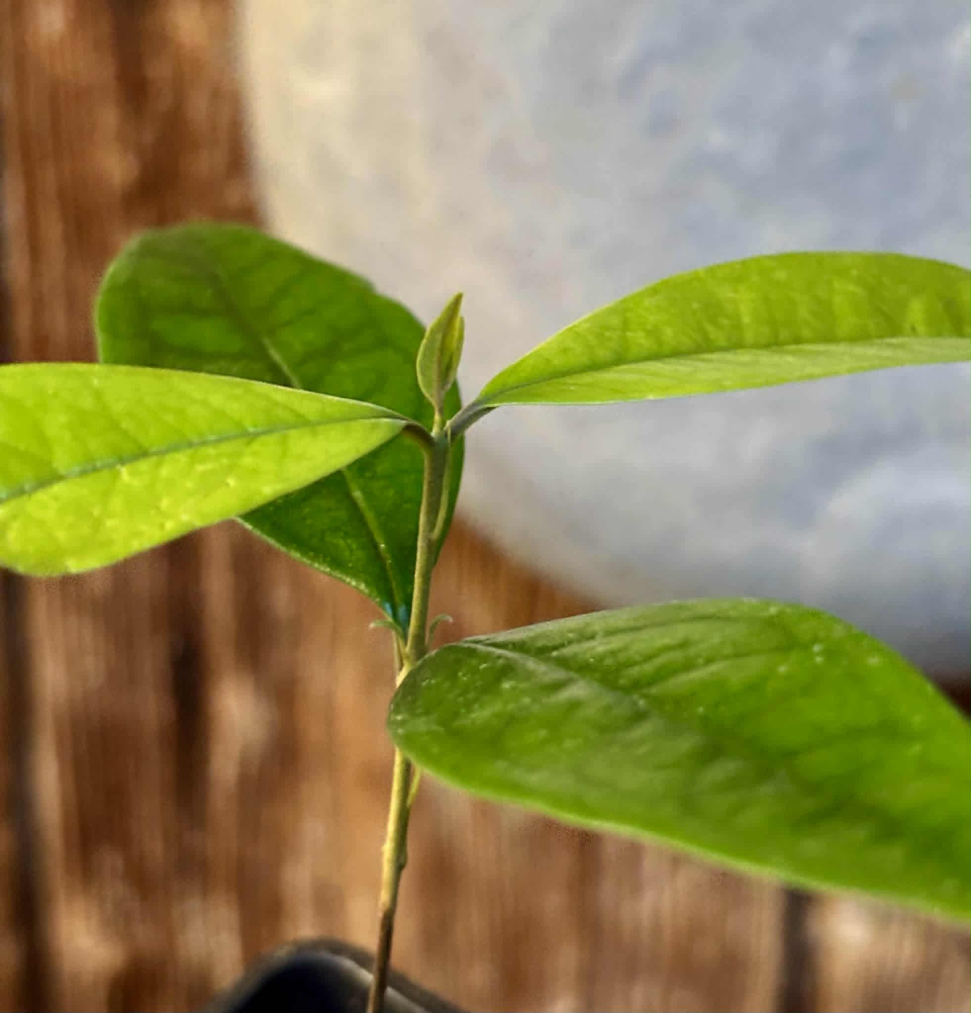 Eugenia sp Vinacea - 1 potted seedling / 1 getopfter Sämling