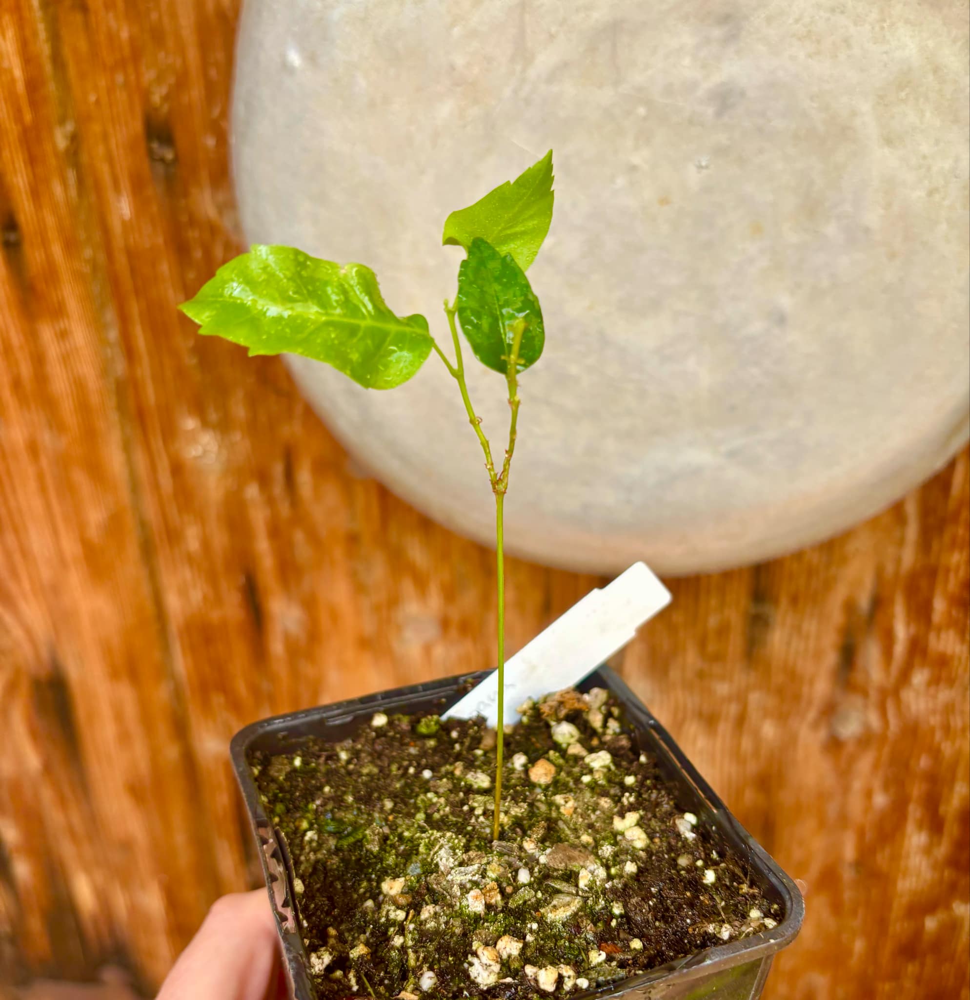 Guaraná (Paullinia cupana) - 1 small potted seedling / 1 kleiner, getopfter Sämling 