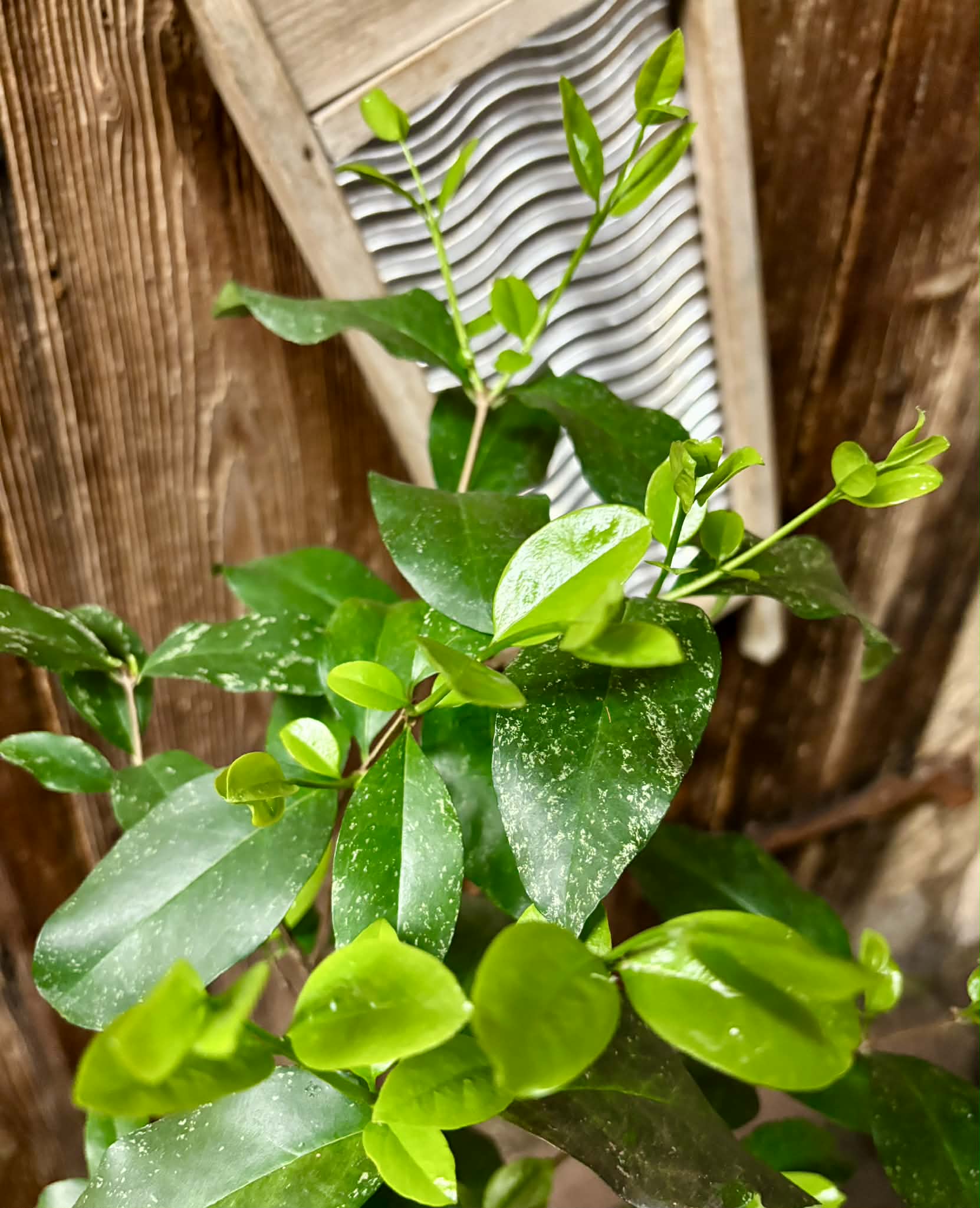 5 years old - Eugenia sp Laranja Serralandia - 1 potted plant / 1 getopfte Pflanze