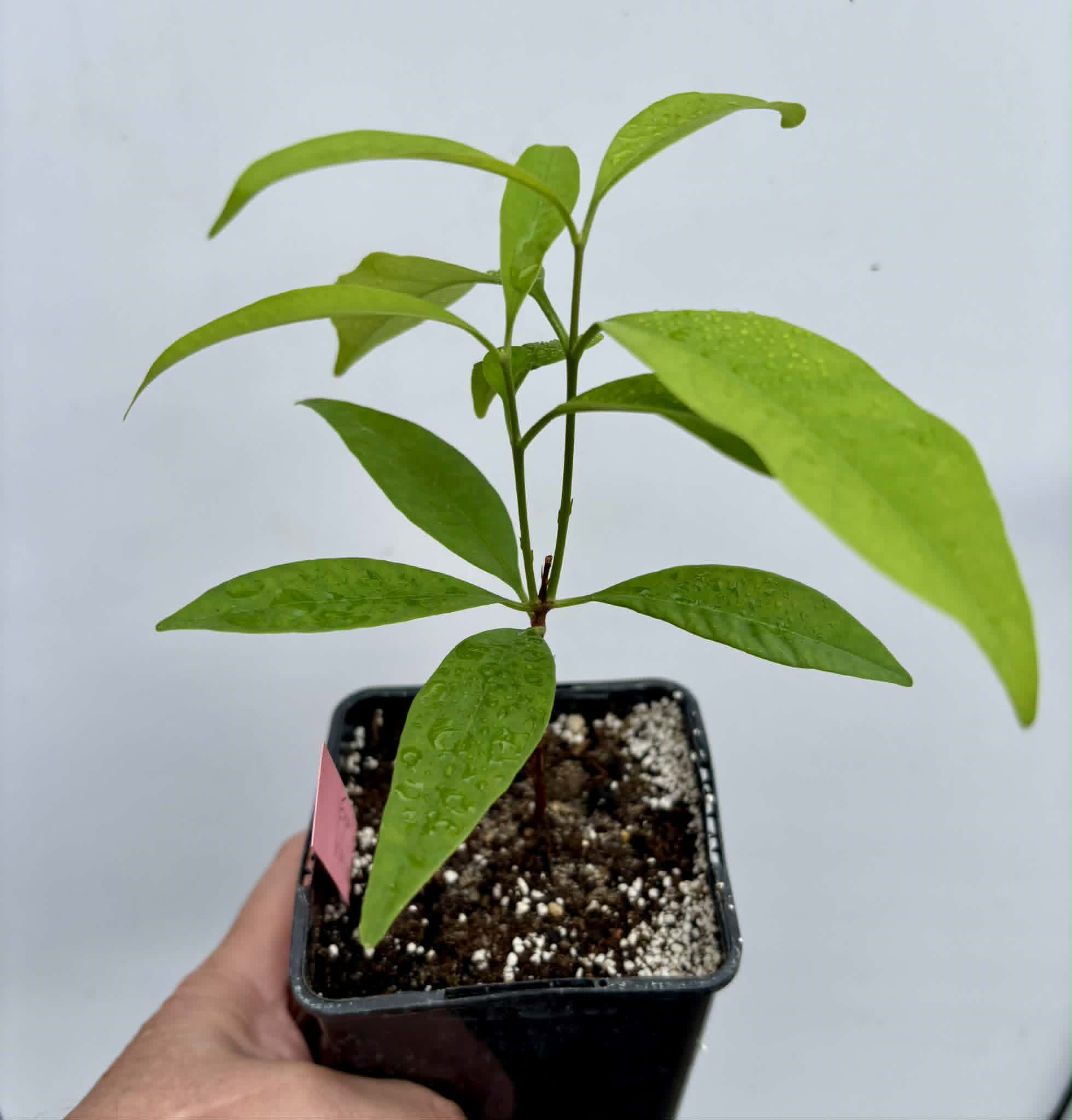 Grumixama-açu (Eugenia villae-novae) - 1 potted seedling / 1 getopfter Sämling