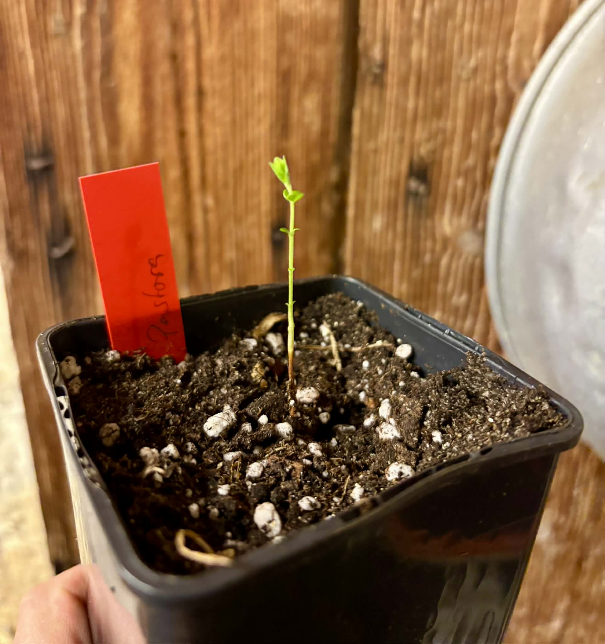 Myrciaria sp Pastora - 1 potted seedling / 1 getopfter Sämling