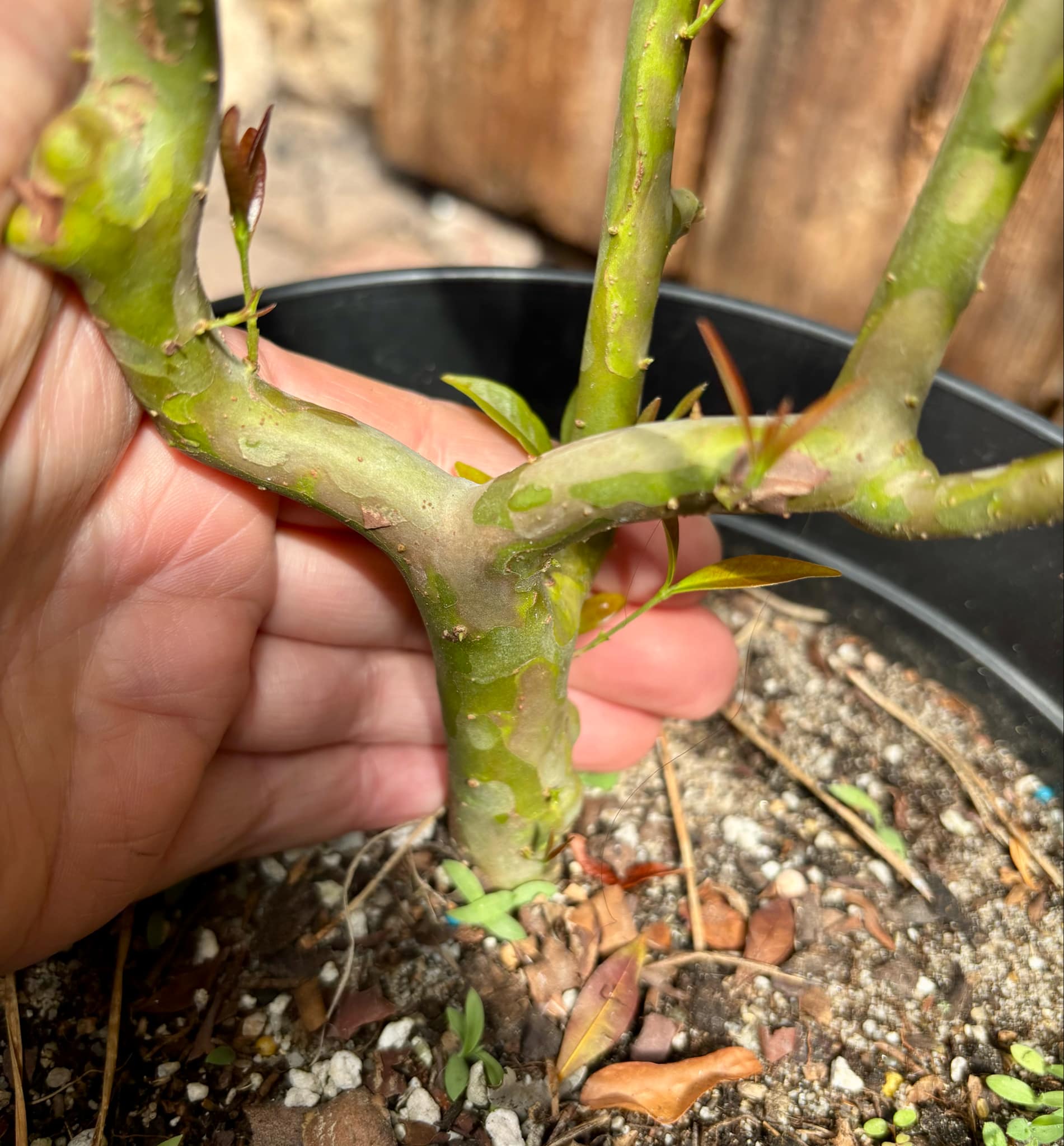 5 years old - Cherry of Rio Grande (Eugenia involucrata) - 1 potted plant / 1 getopfte Pflanze 5 years old - Cherry of Rio Grande (Eugenia involucrata) - 1 potted plant / 1 getopfte Pflanze