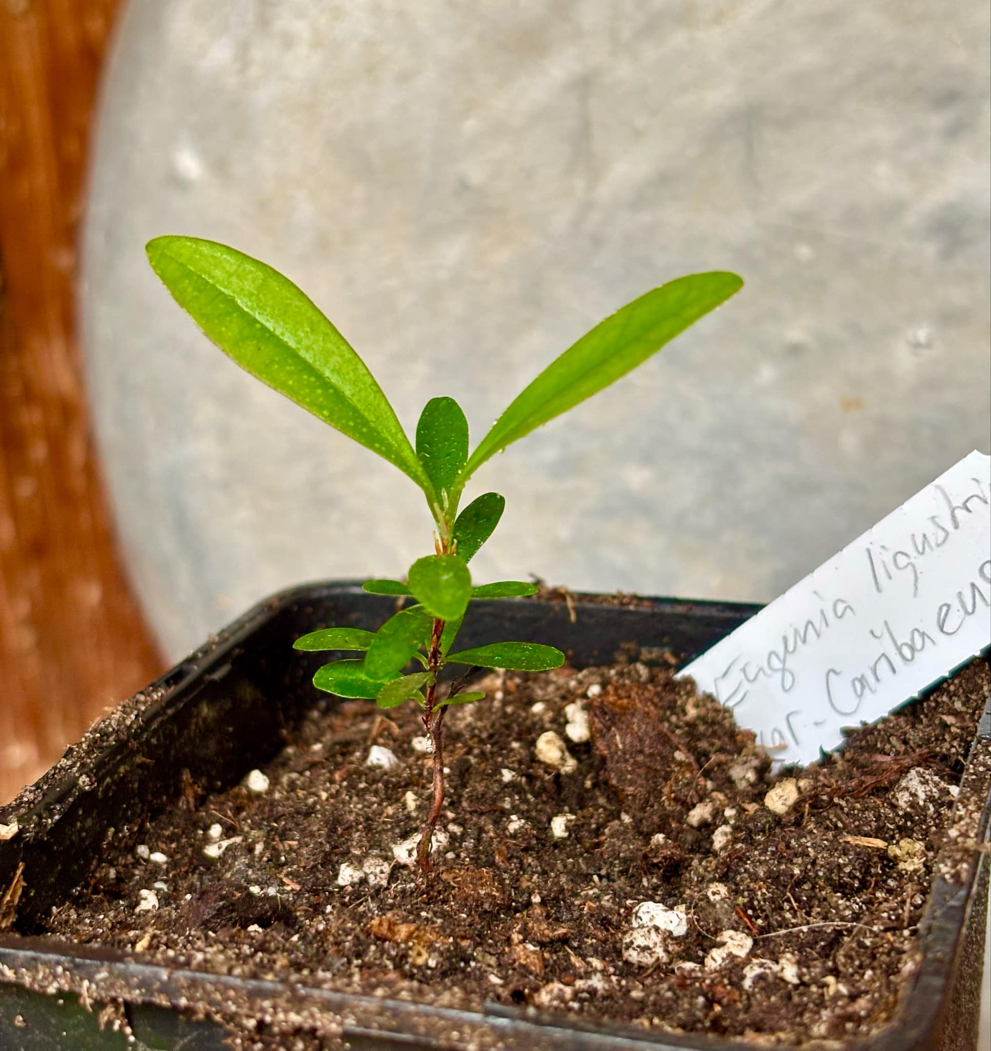 Eugenia ligustrina var. caribaeus - 1 potted seedling / 1 getopfter Sämling