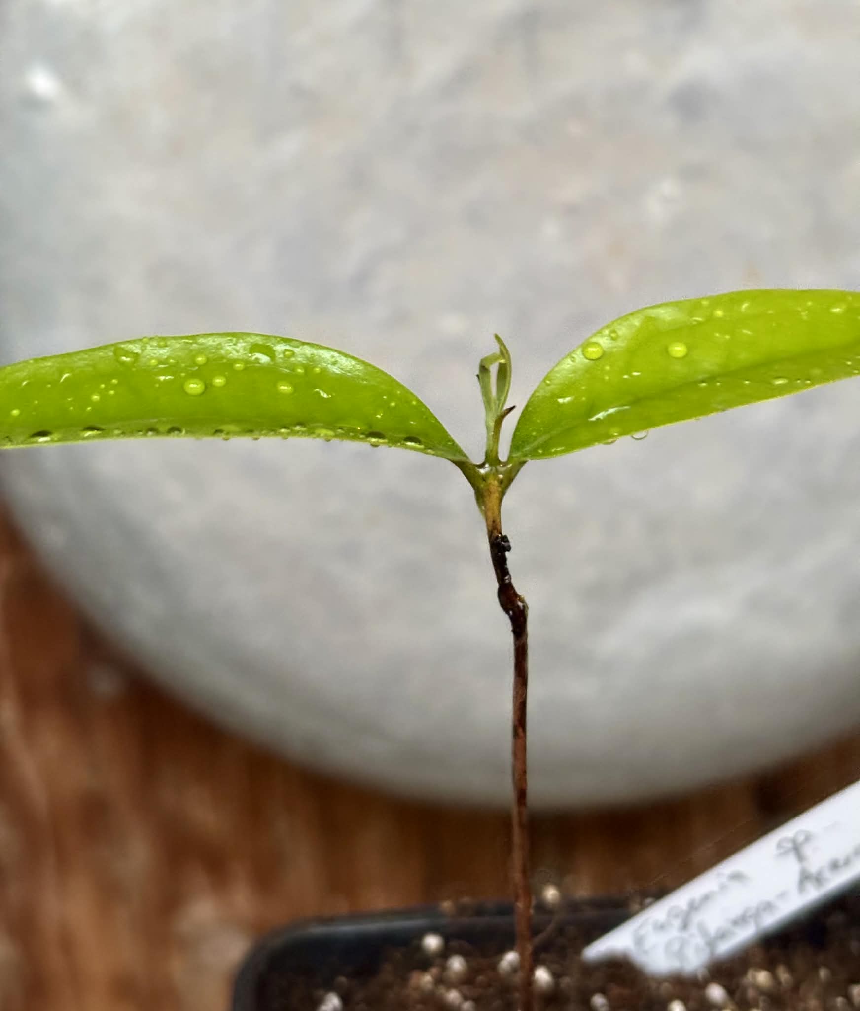 Eugenia sp Pitanga-Acerola - 1 potted seedling / 1 getopfter Sämling