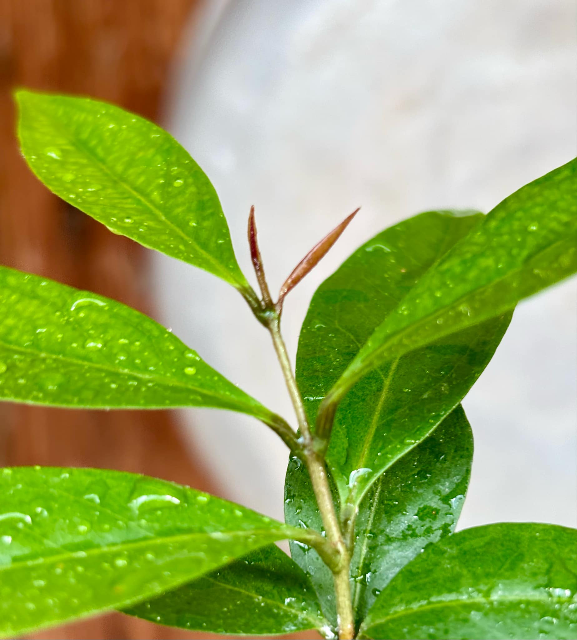 Eugenia sp Belmonte -  1 small potted seedling / 1 kleiner, getopfter Sämling