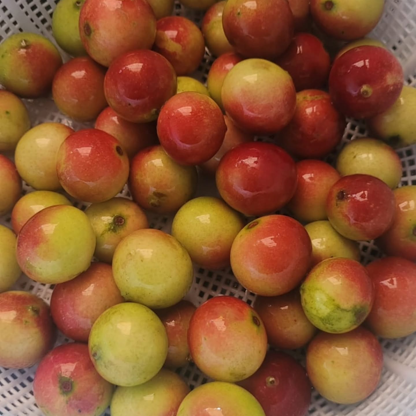 Pre Order - Camu Camu (Myrciaria dubia)  - 1 fresh seed / 1 frischer Samen