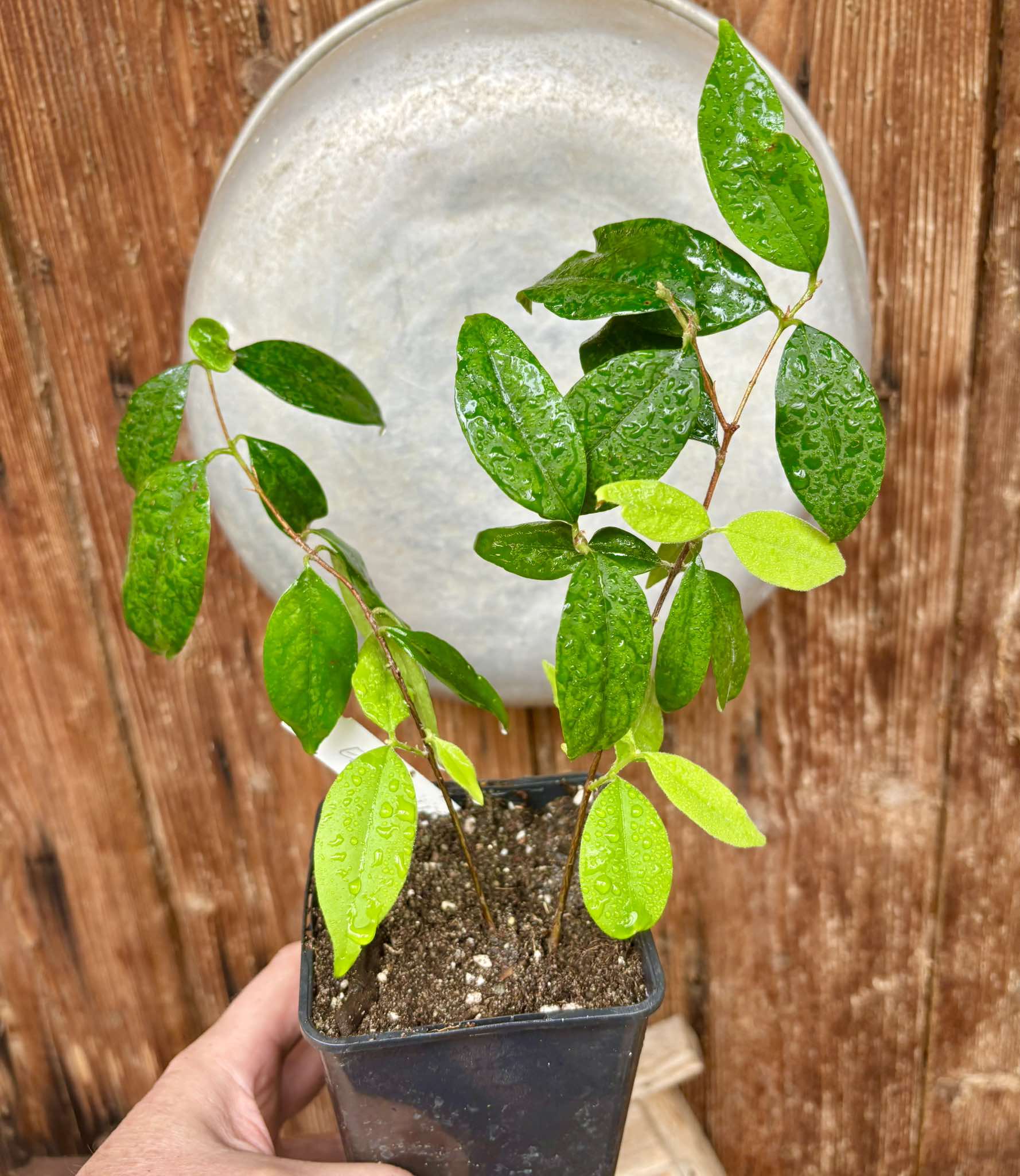Eugenia oblongata - 1 potted plant / 1 getopfte Pflanze