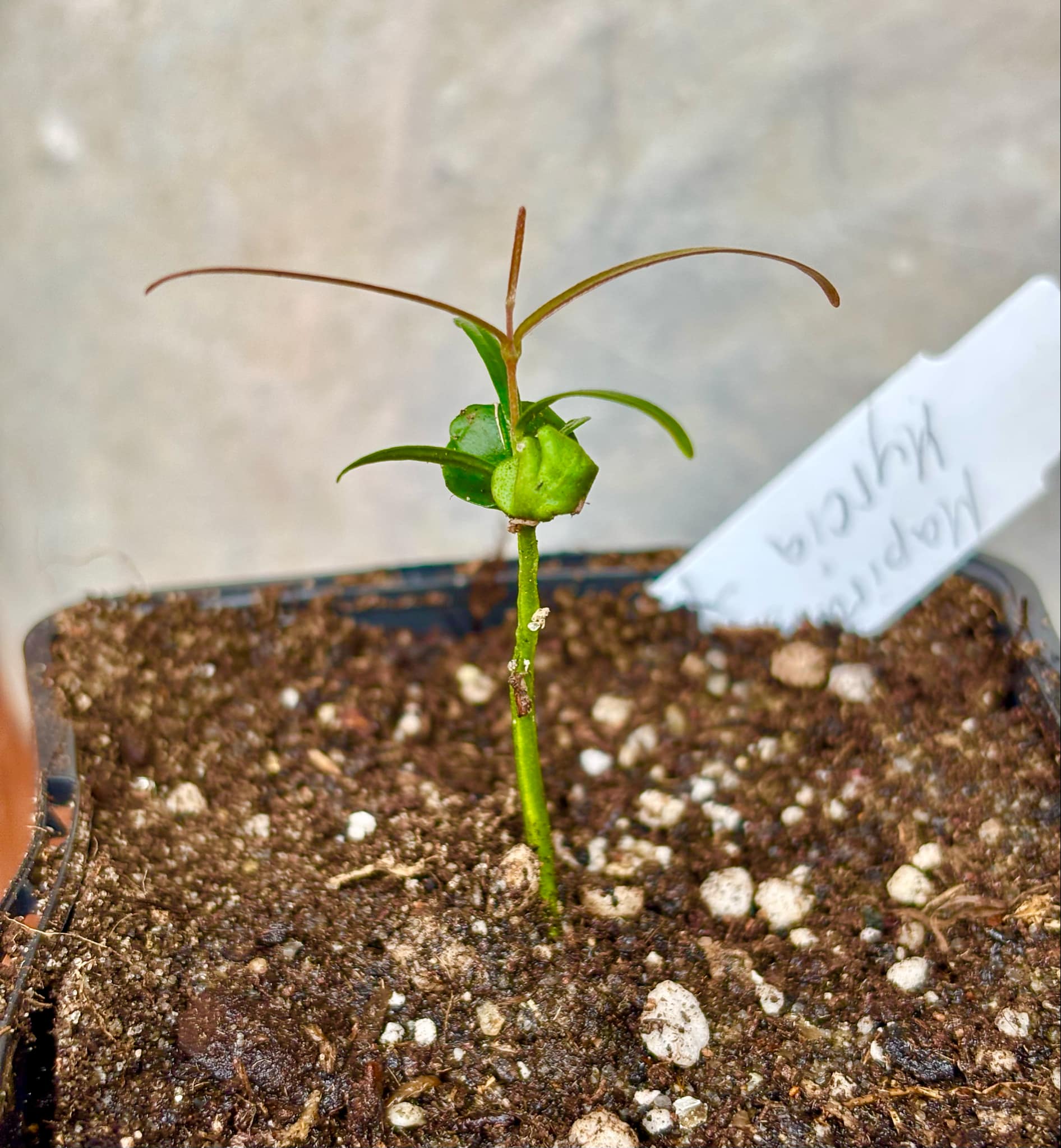 Mapirunga (Myrcia sp.) - 1 small potted seedling / 1 kleiner, getopfter Sämling Mapirunga (Myrcia sp.) - 1 small potted seedling / 1 kleiner, getopfter Sämling