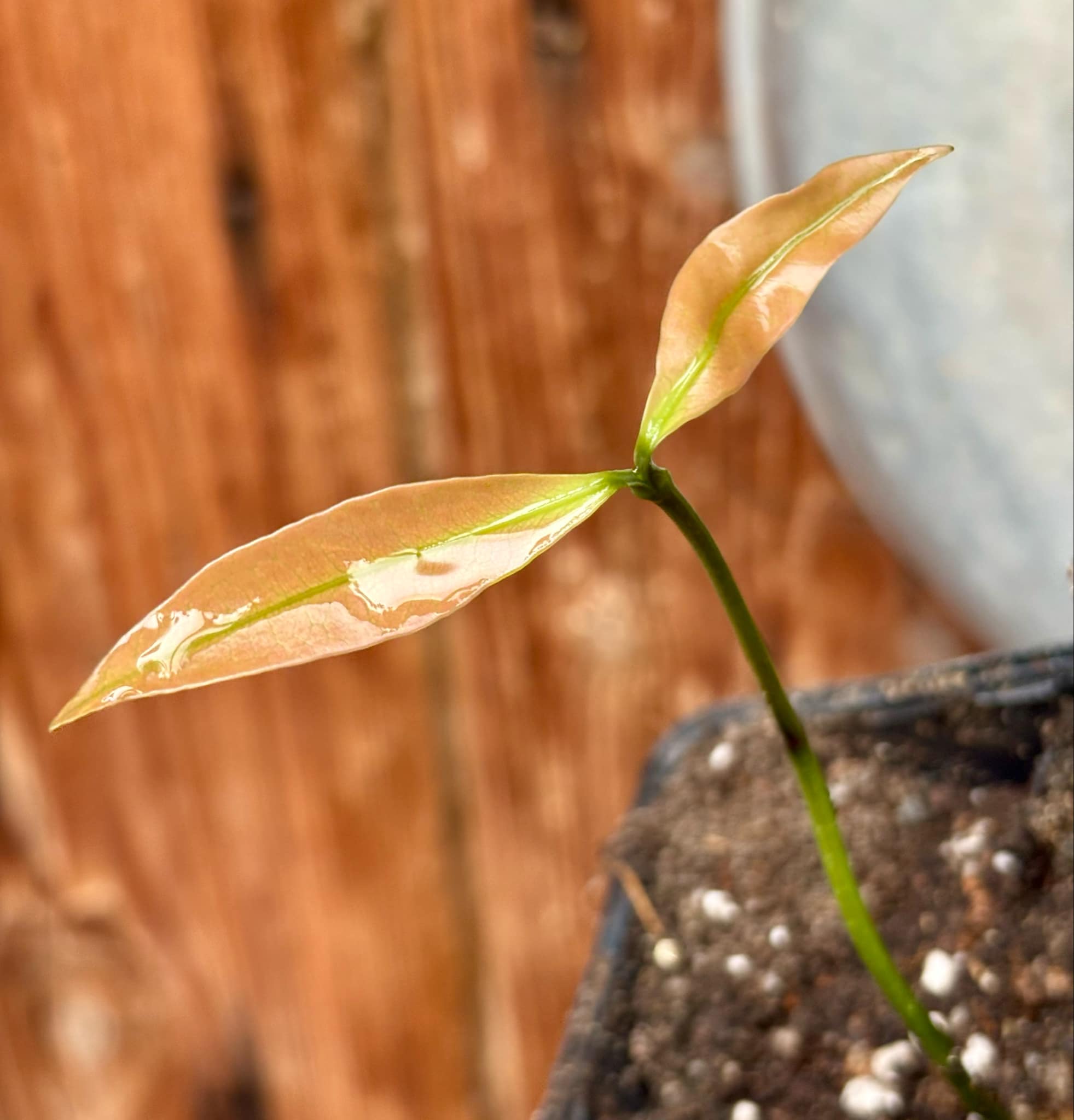 Garcinia humilis  - Achachairu - 1 small potted seedling / 1 kleiner, getopfter Sämling